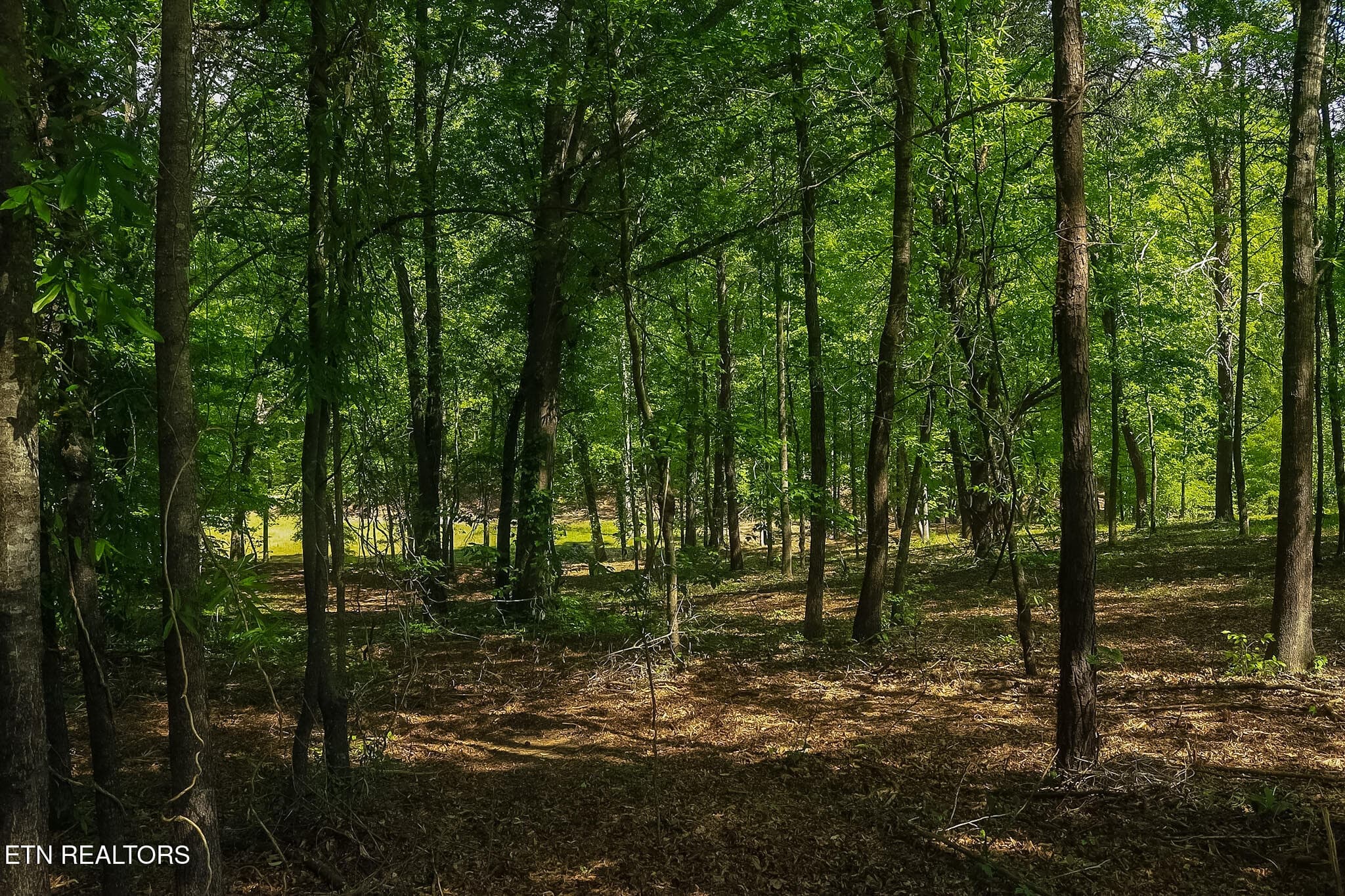 IMG_8289 - 984 Deerwood Drive, Dandridge, TN 37725, Dandridge