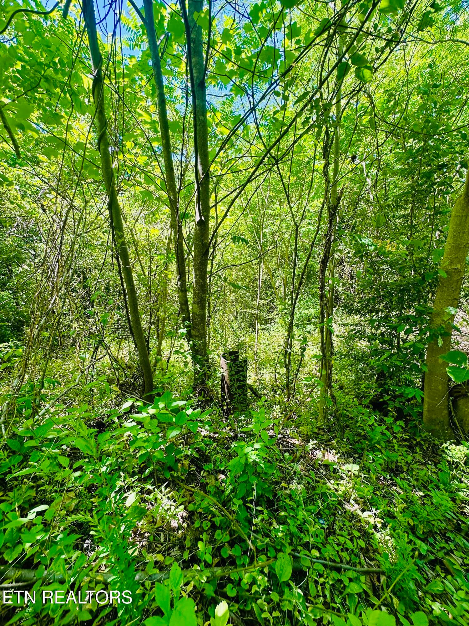 Stoney Fork Rd 141 020.00, Caryville, TN 37714