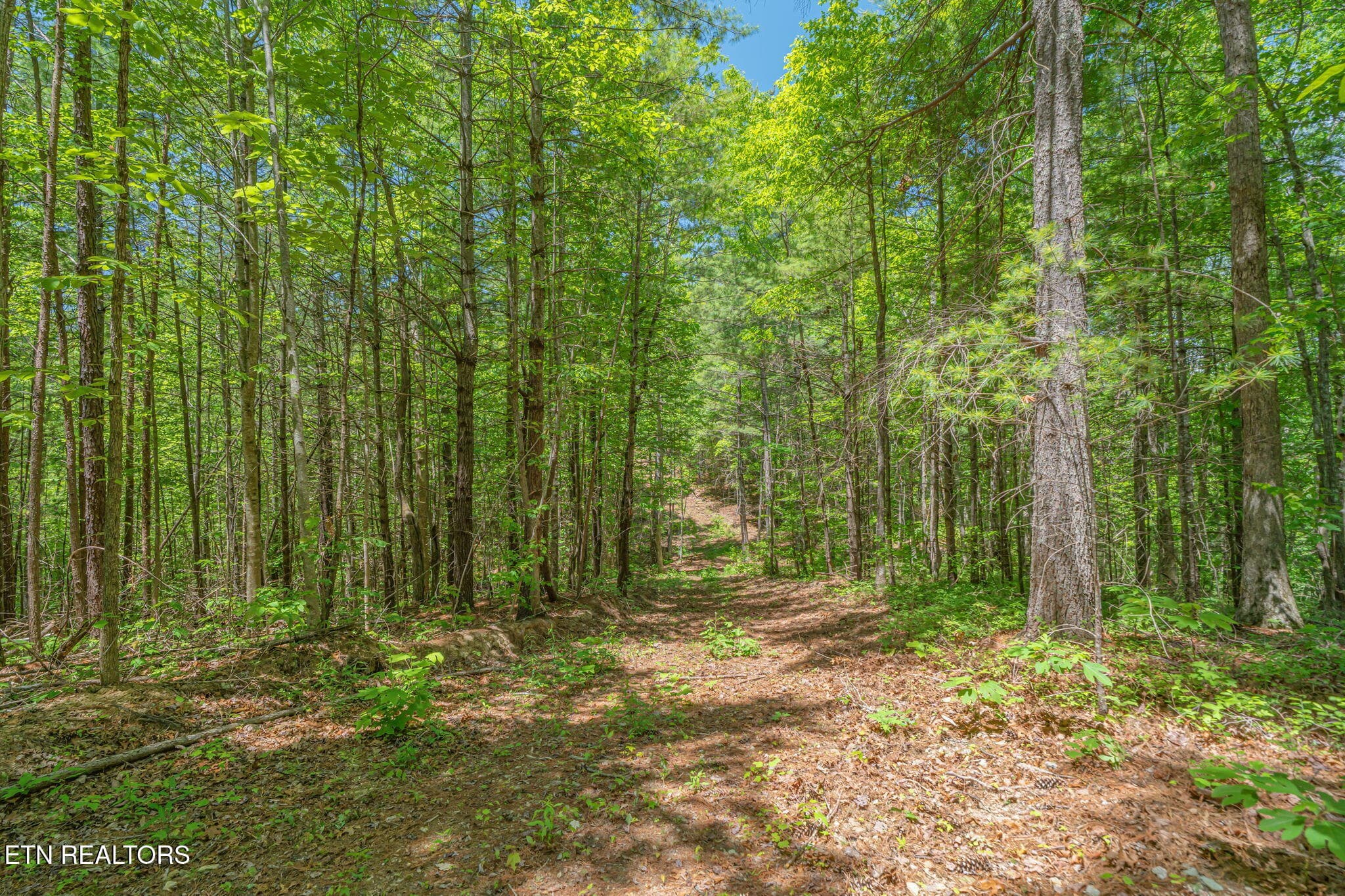 54-web-or-mls-2380 Rafter Road-2 - 2380 Rafter Rd, Tellico Plains, TN 37385