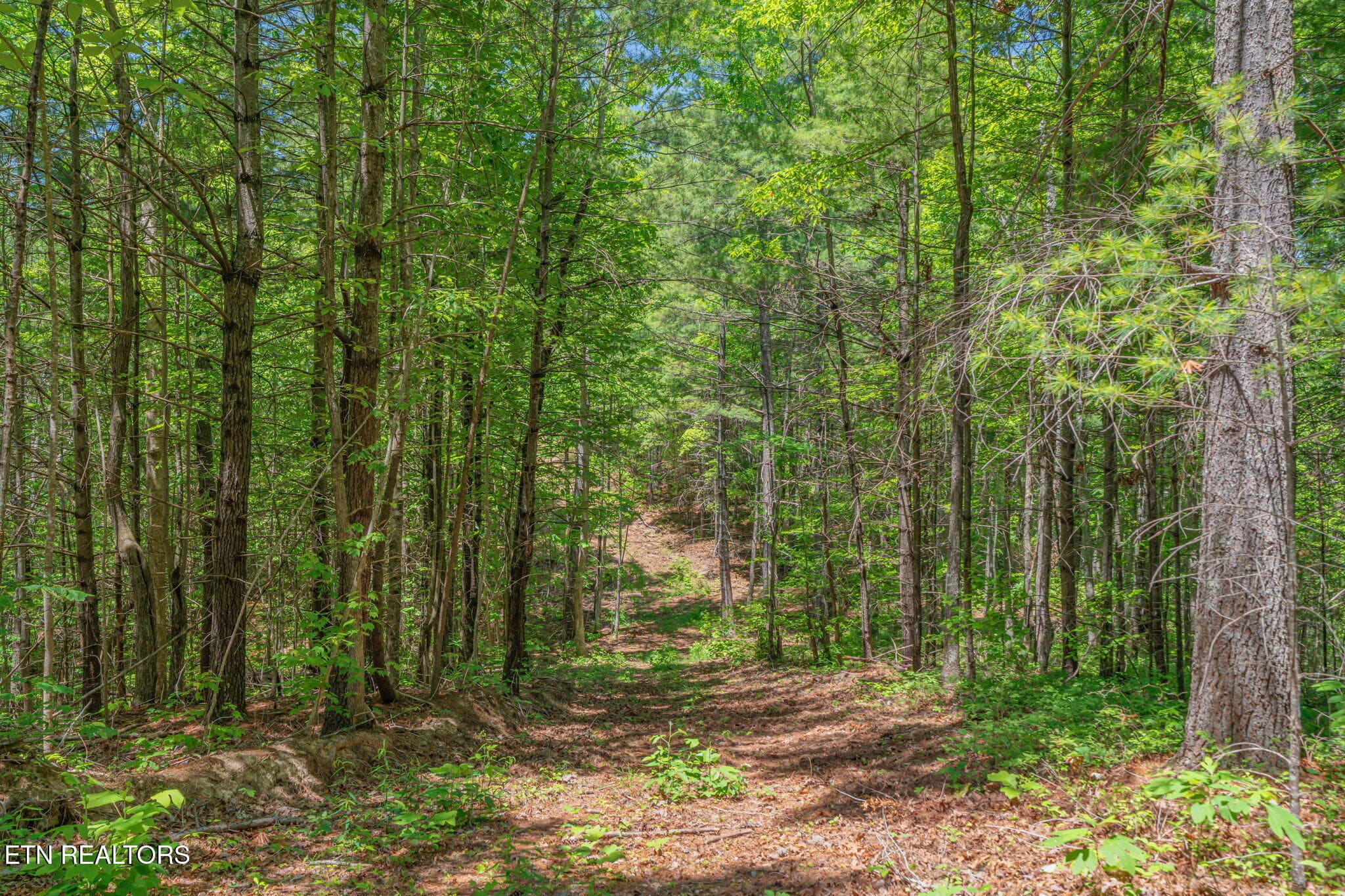 60-web-or-mls-2380 Rafter Road-3 - 2380 Rafter Rd, Tellico Plains, TN 37385