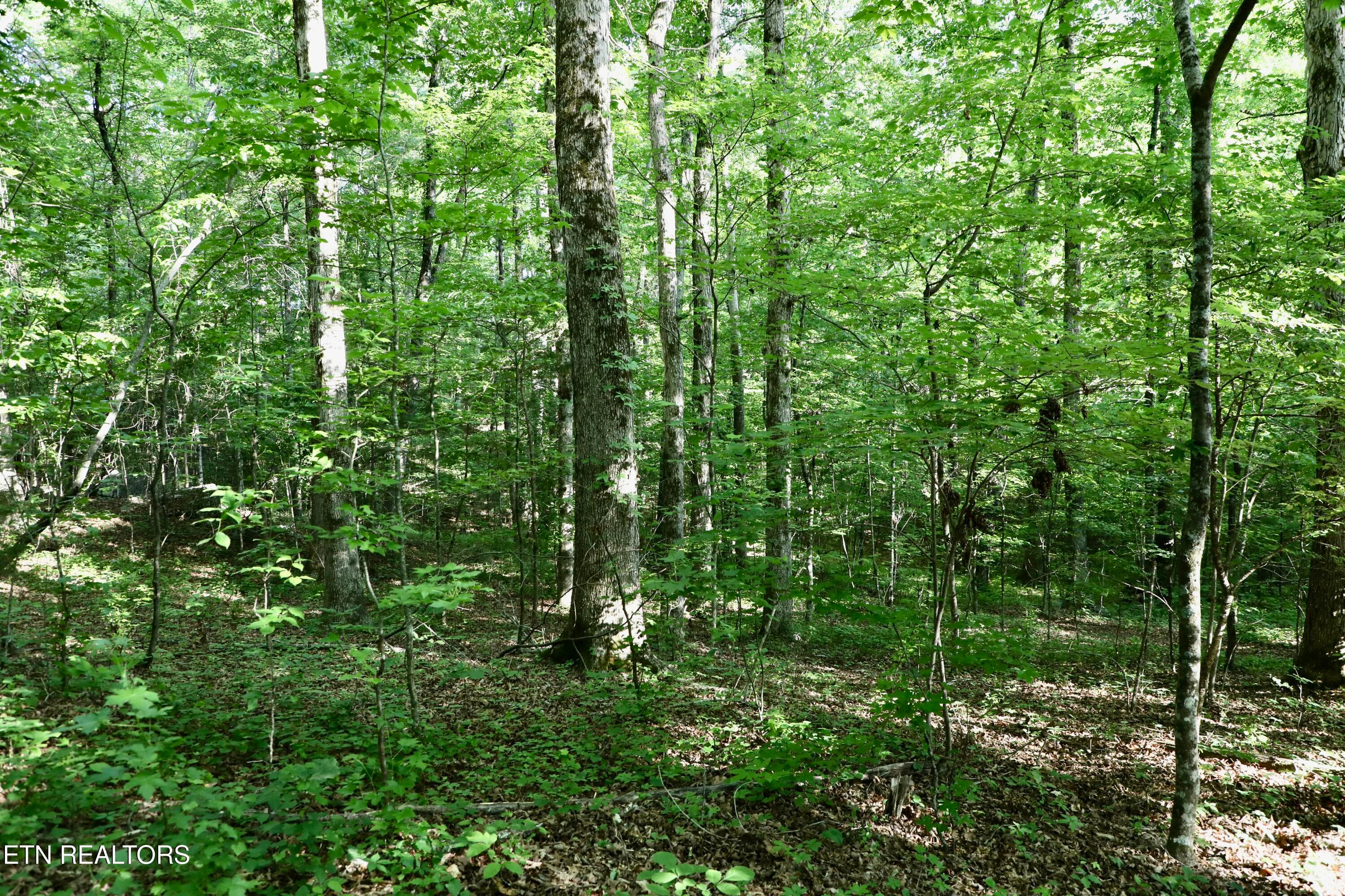 0Q1A9130 - 7142 Tomotley Rd, Maryville, TN 37801