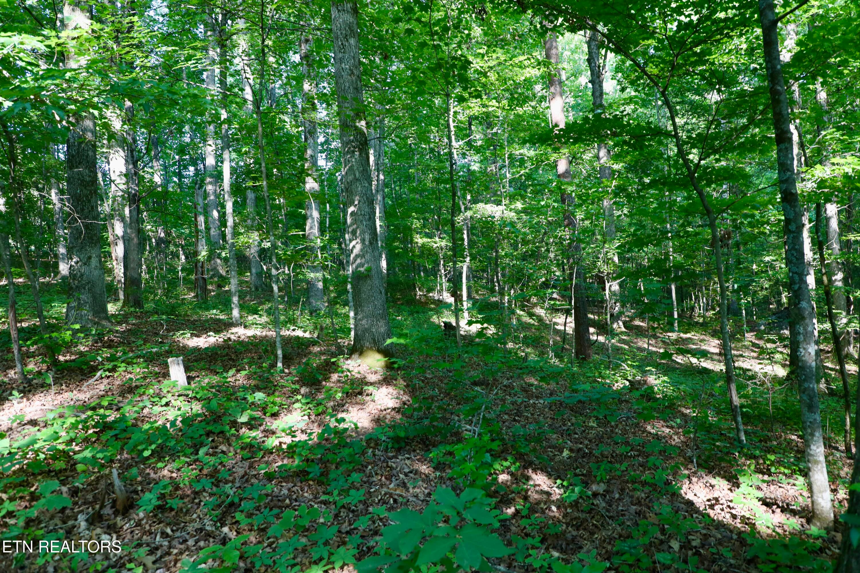 0Q1A9132 - 7142 Tomotley Rd, Maryville, TN 37801