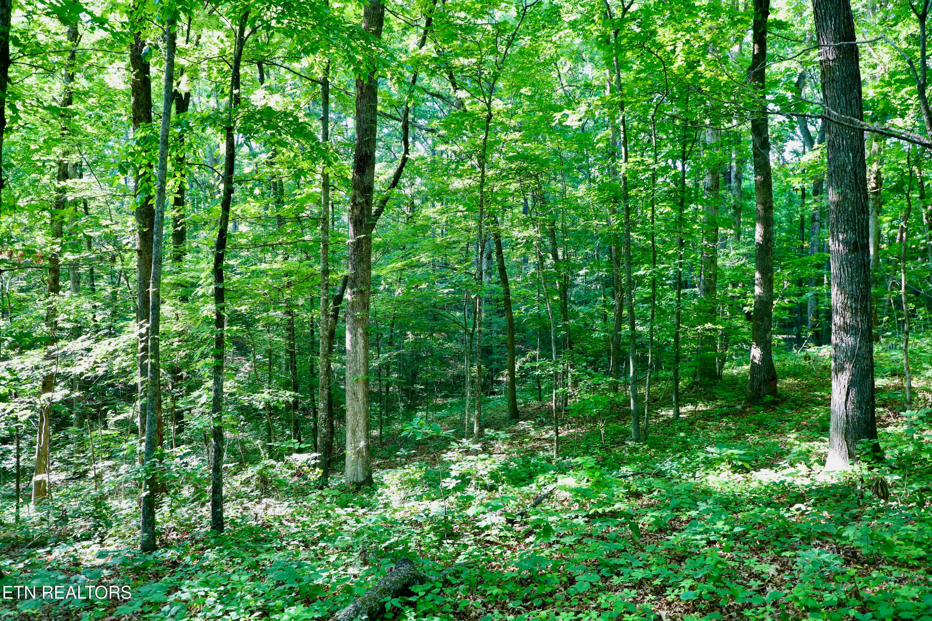 0Q1A9137 - 7142 Tomotley Rd, Maryville, TN 37801