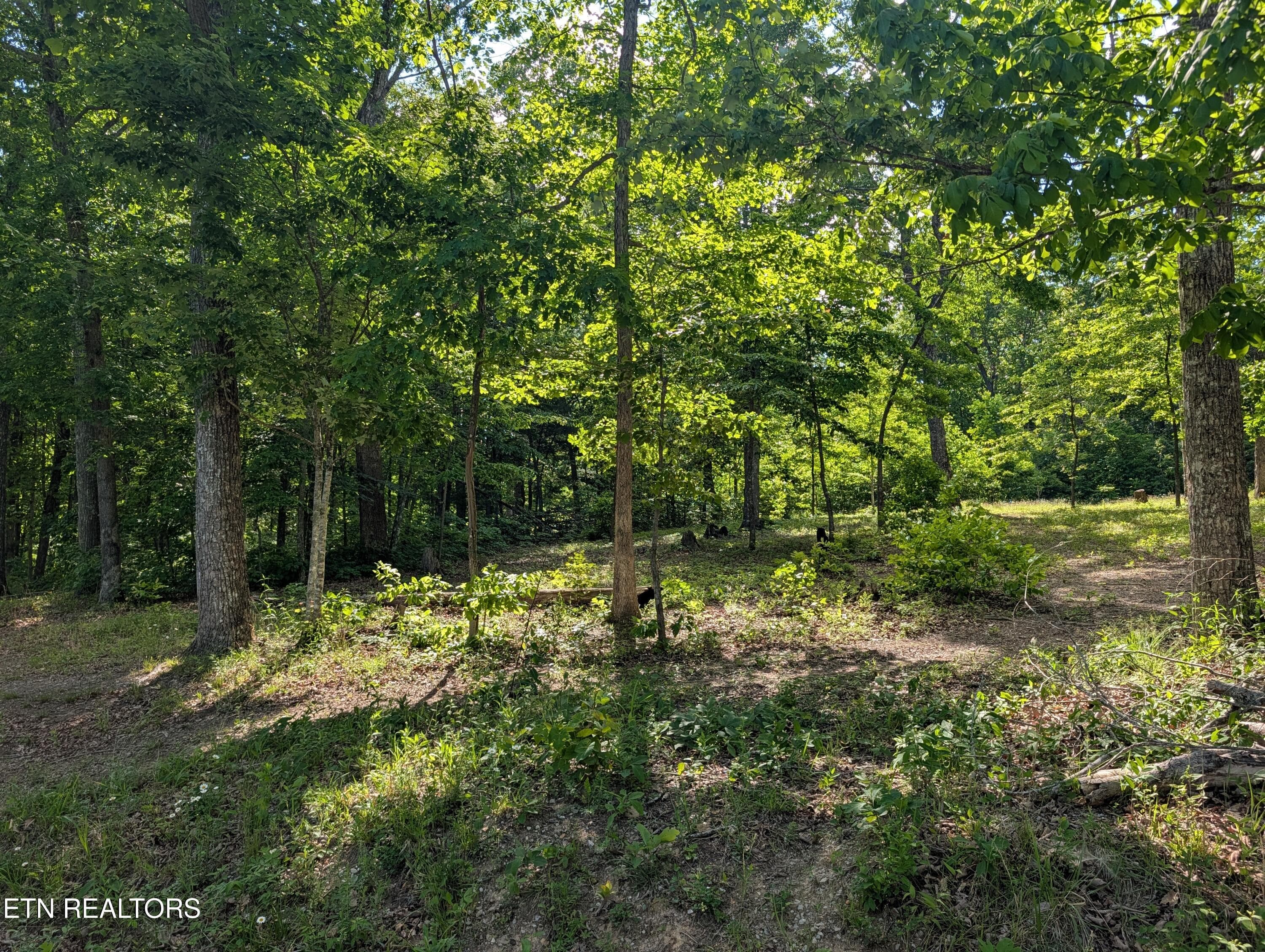 PXL_20260518_204620625 - Lot 94/95 Red Oak Lane, Spring City, TN 37381