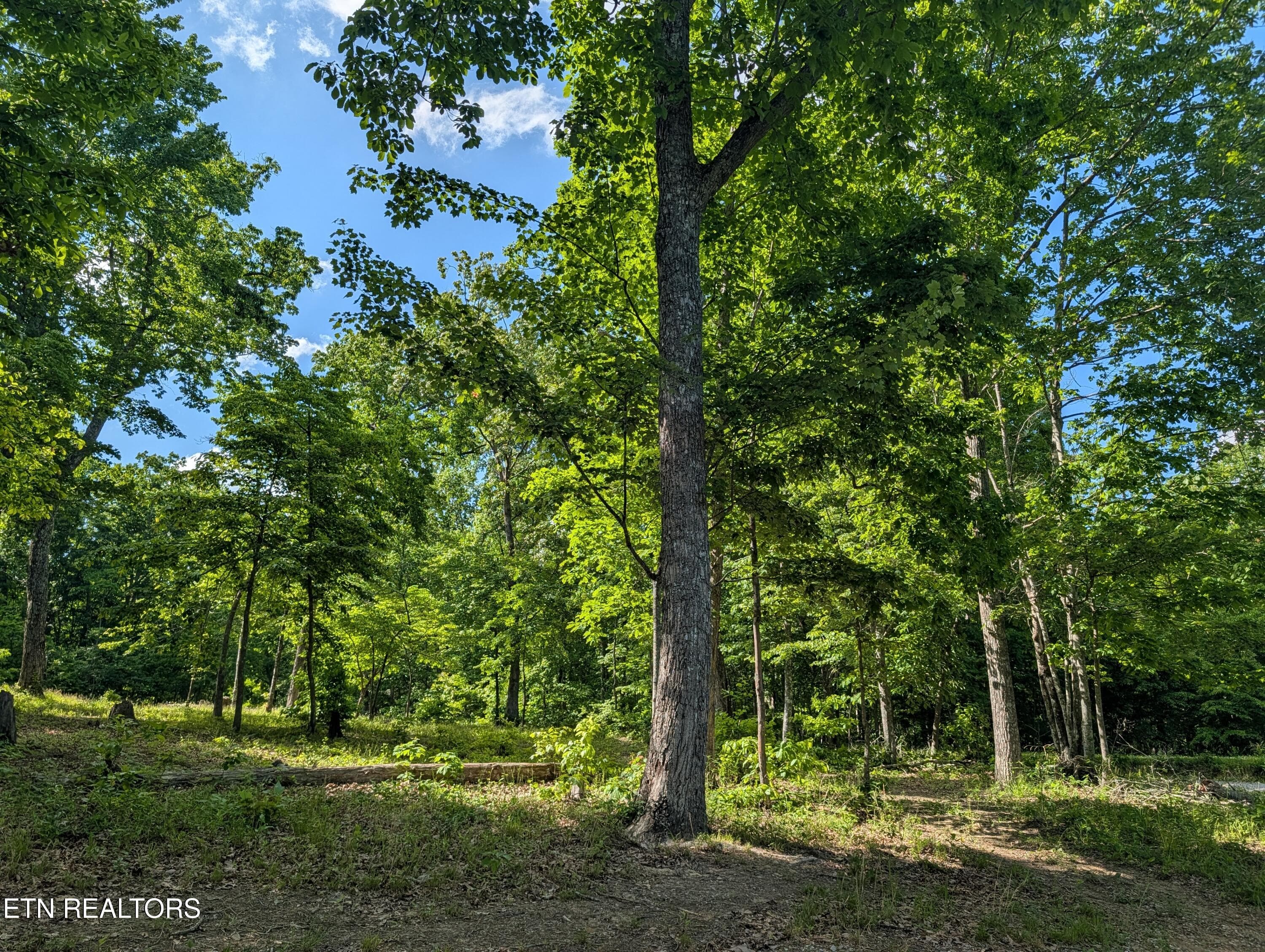 PXL_20260518_204650719 - Lot 94/95 Red Oak Lane, Spring City, TN 37381