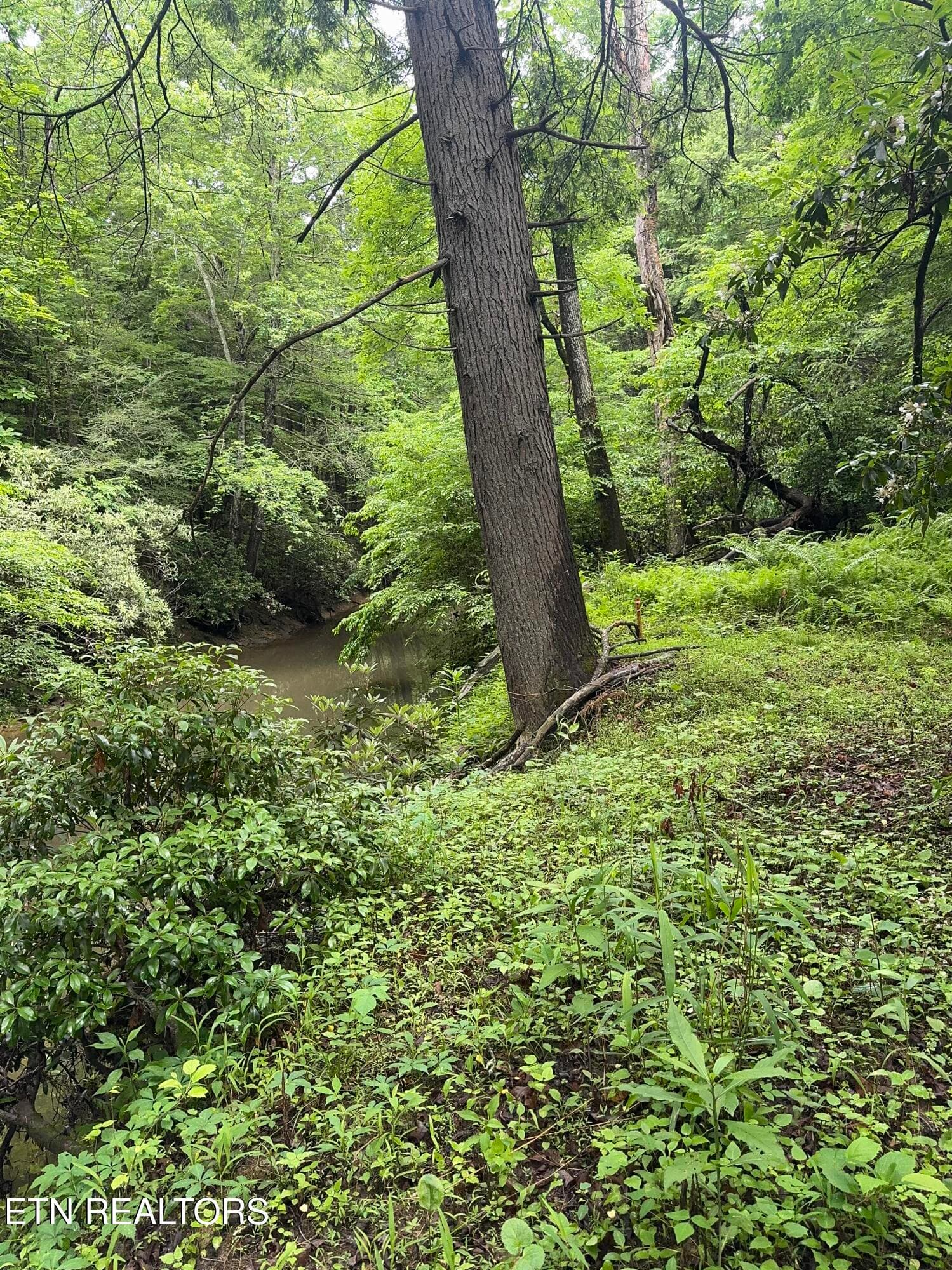 IMG_3377 - Lot #1 Burrville Rd, Sunbright, TN 37872