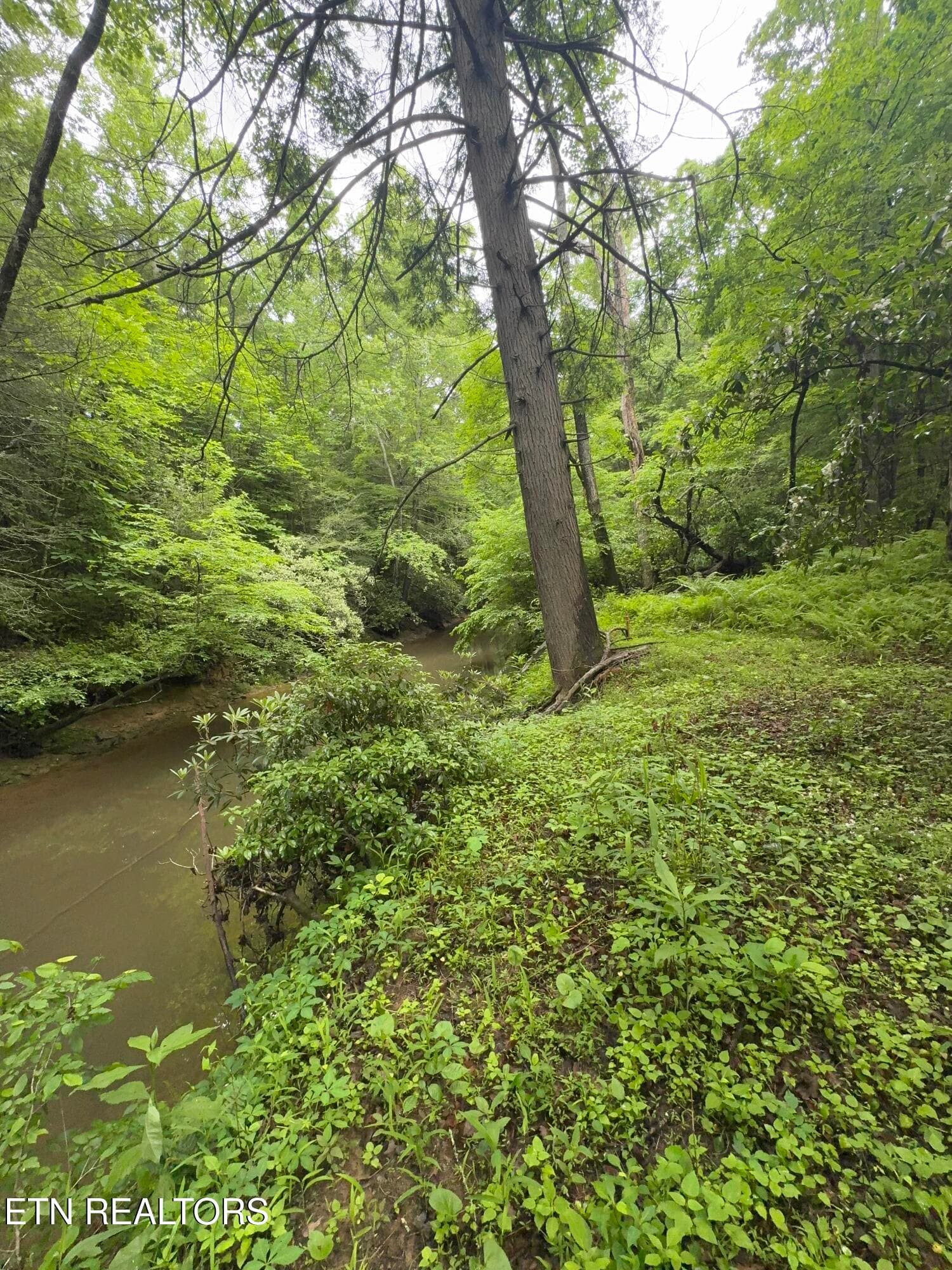 IMG_3378 - Lot #1 Burrville Rd, Sunbright, TN 37872