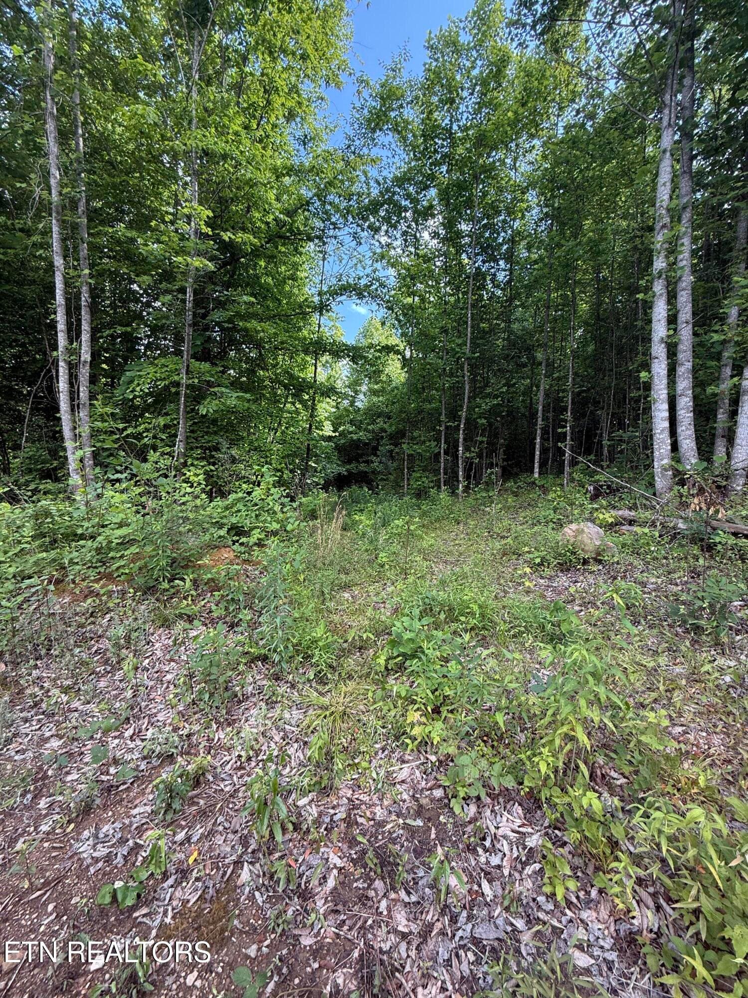 Water Line Trail Pathh - 549 Defender Rd, LaFollette, TN 37766