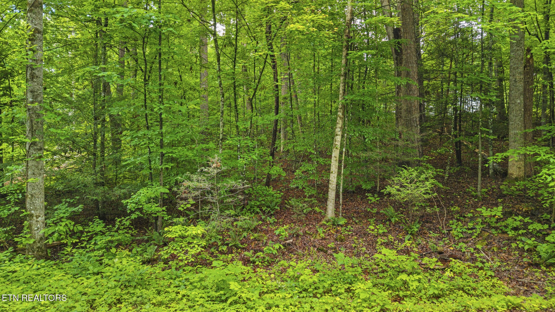 dji_20260526123829_0256_d - Peach Tree St, Sevierville, TN 37862, Sevierville
