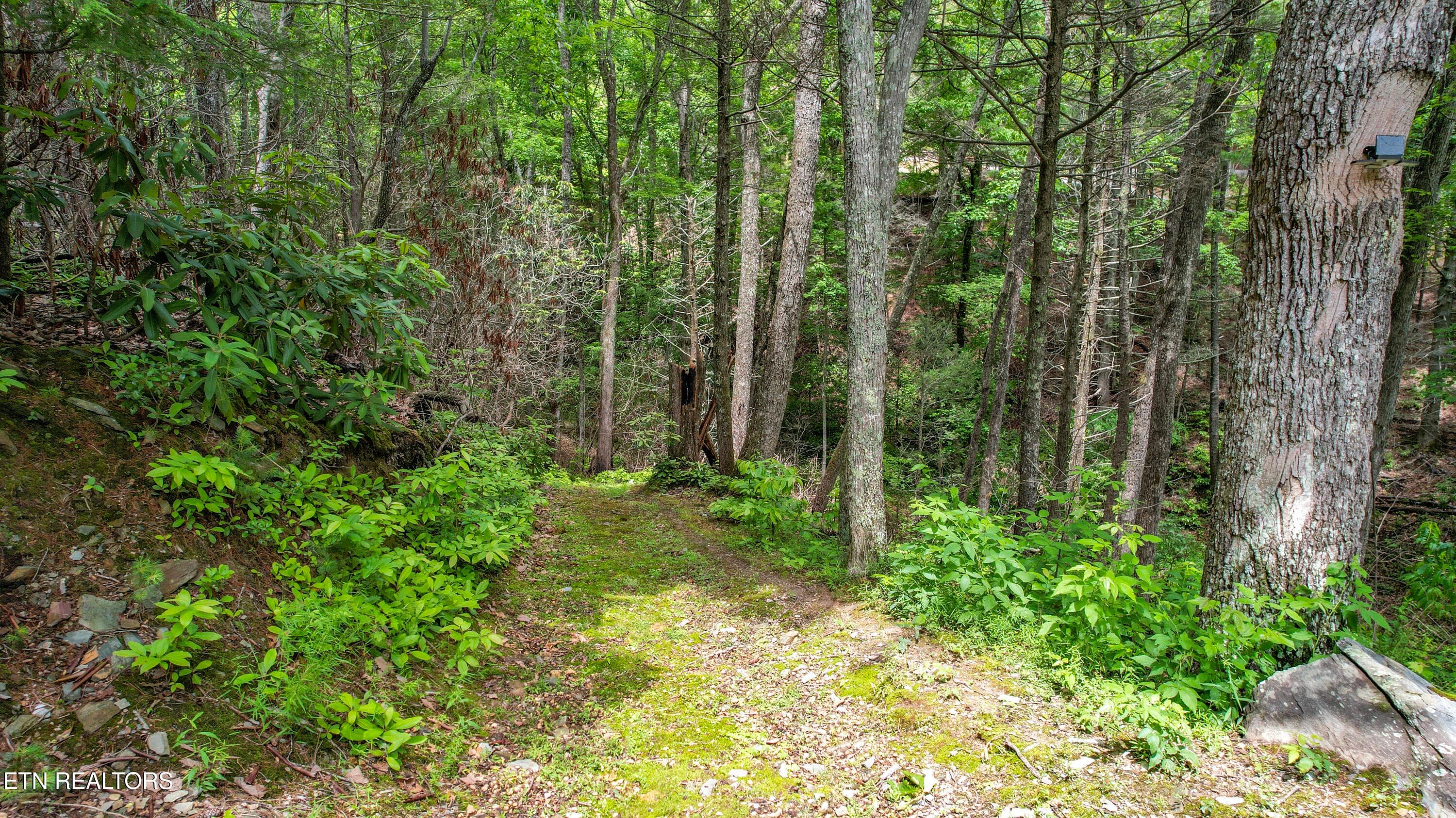 50-DJI_0295 - 201 Holder Cemetery Rd, Tellico Plains, TN 37385, Tellico Plains