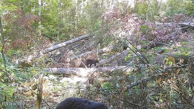 24101210283201000312 - 229 Sonshine Ridge Rd, Cosby, TN 37722