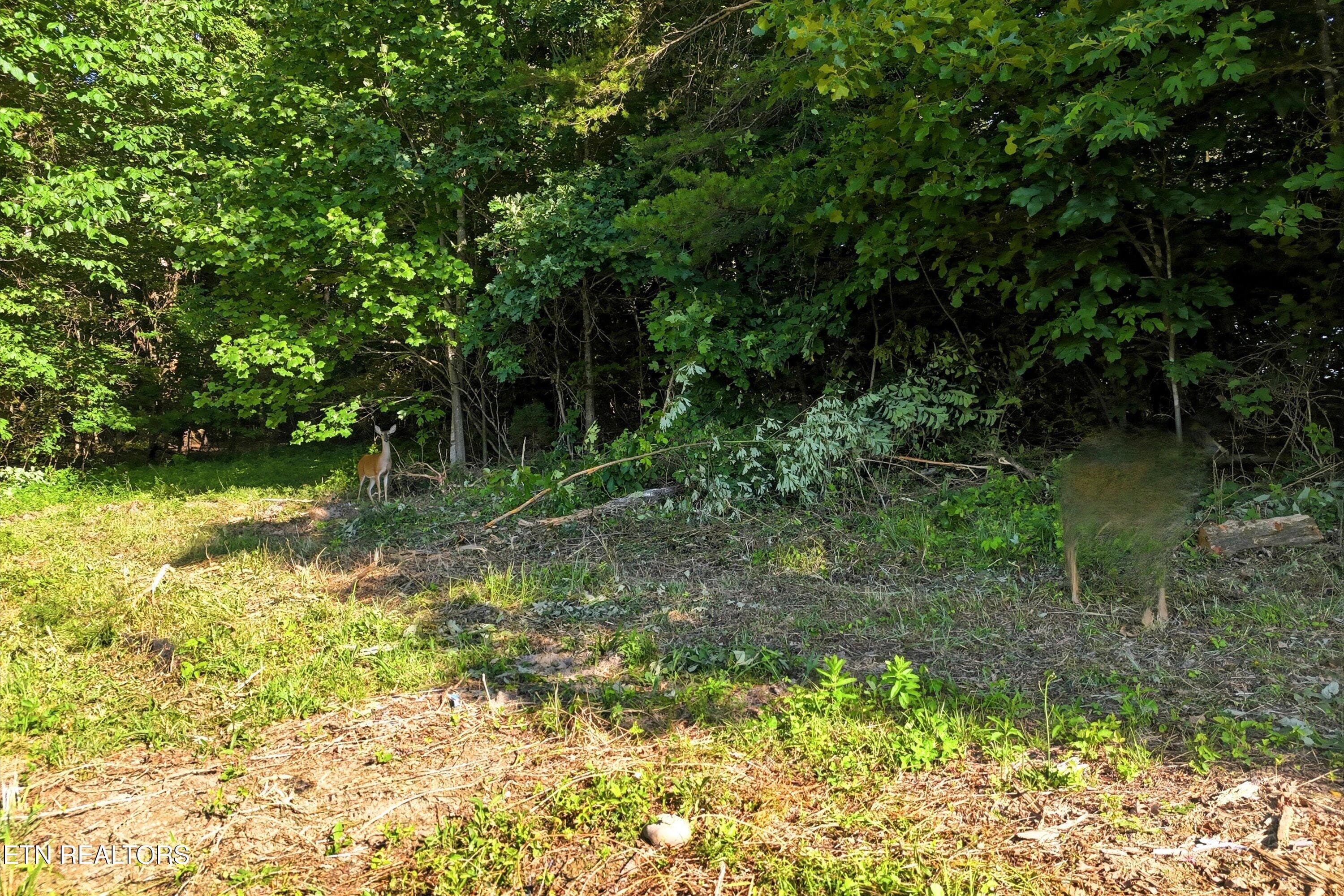 71-Daniels Rd-71 - 0 Daniels Rd 4, Knoxville, TN 37938, Knoxville
