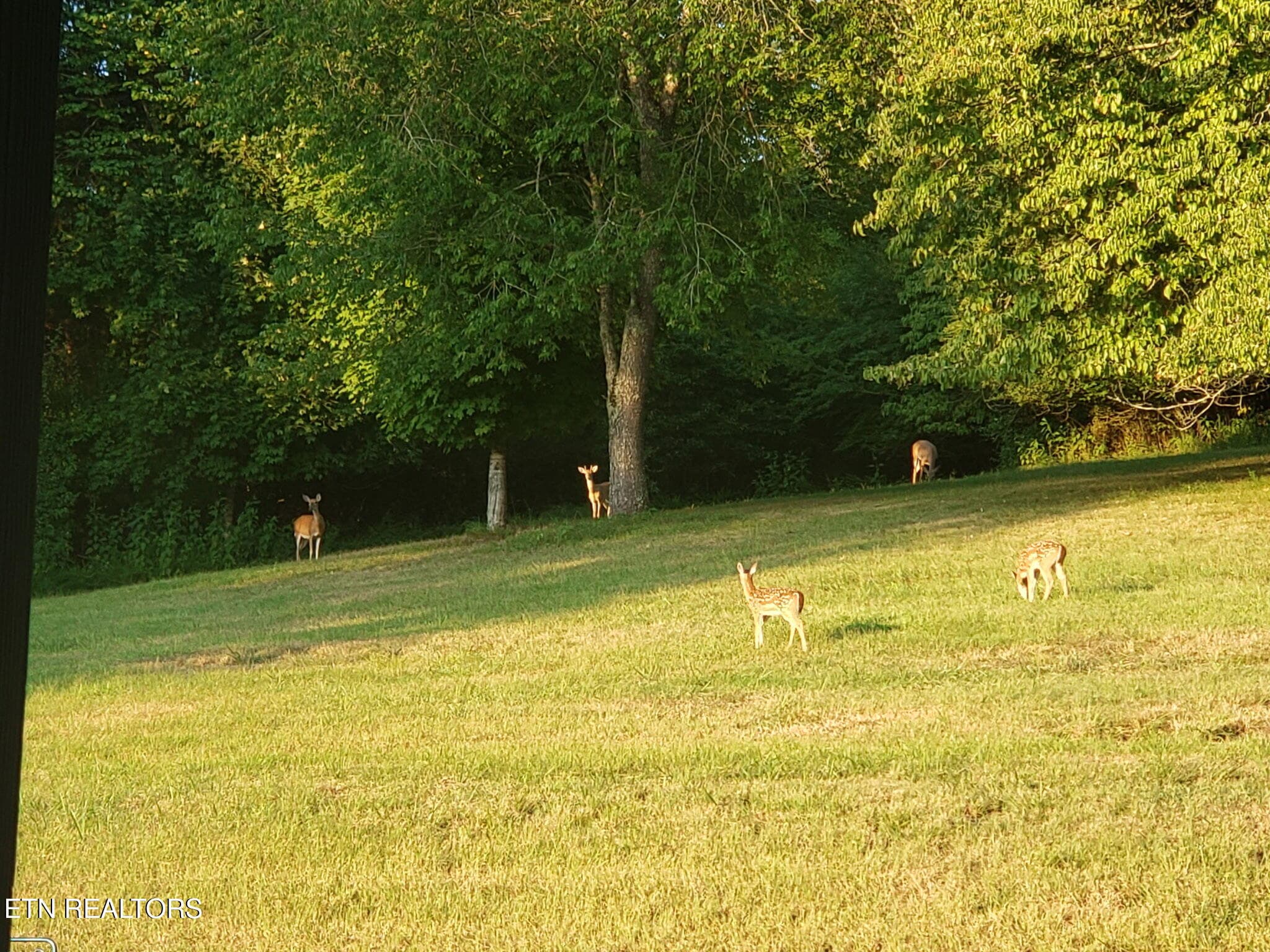 2848662304888556001 - 57 Lakeside Drive, Carthage, TN 37030