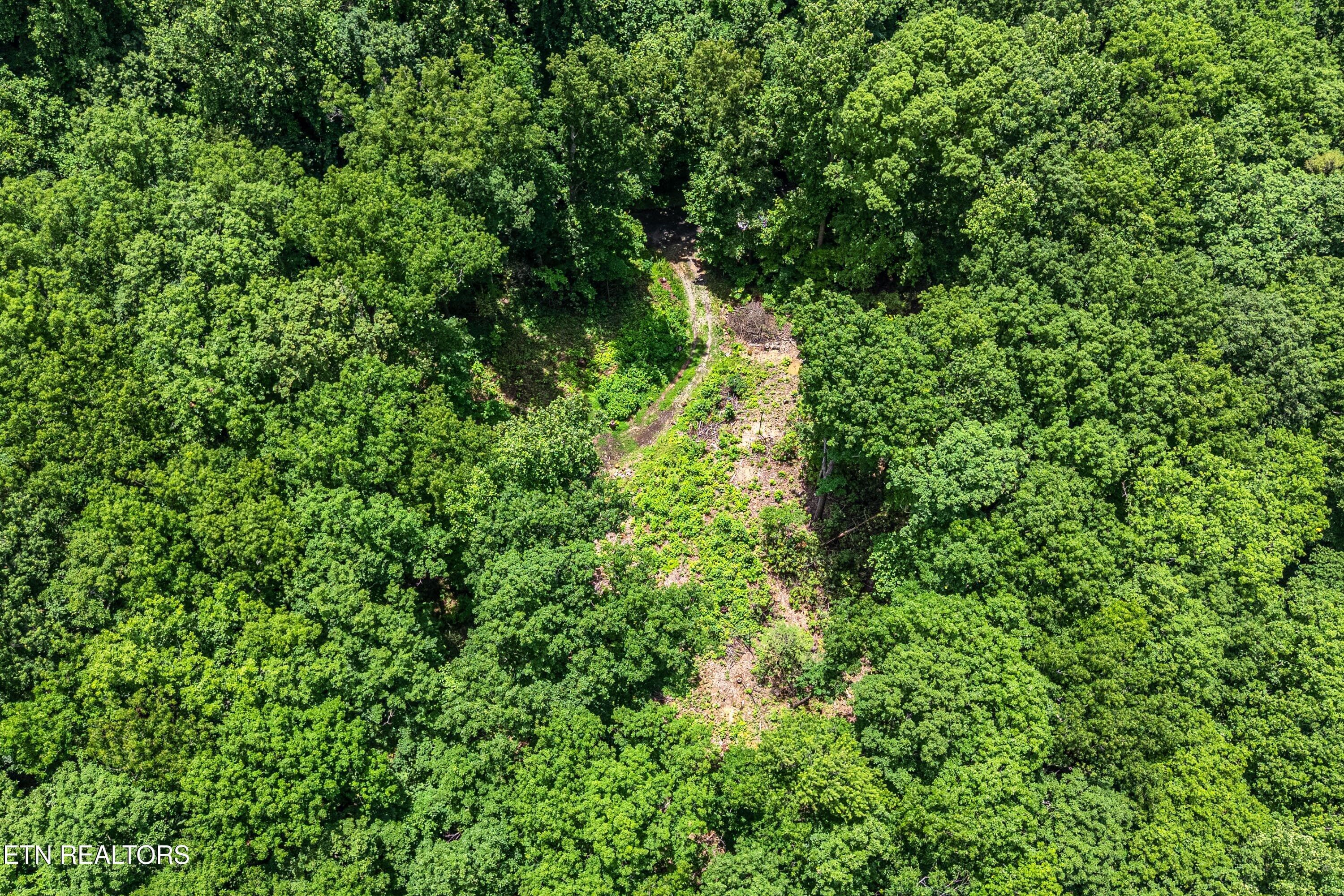 27-Clearing A1 - 229 Sonshine Ridge Rd, Cosby, TN 37722