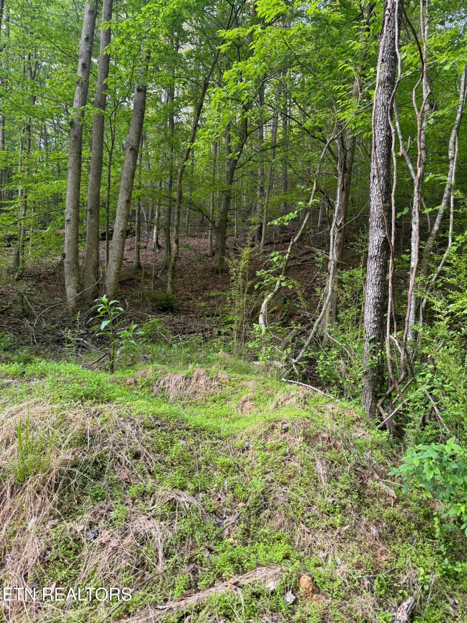 IMG_8438 - 332 Padgett Mill Rd, Cosby, TN 37722