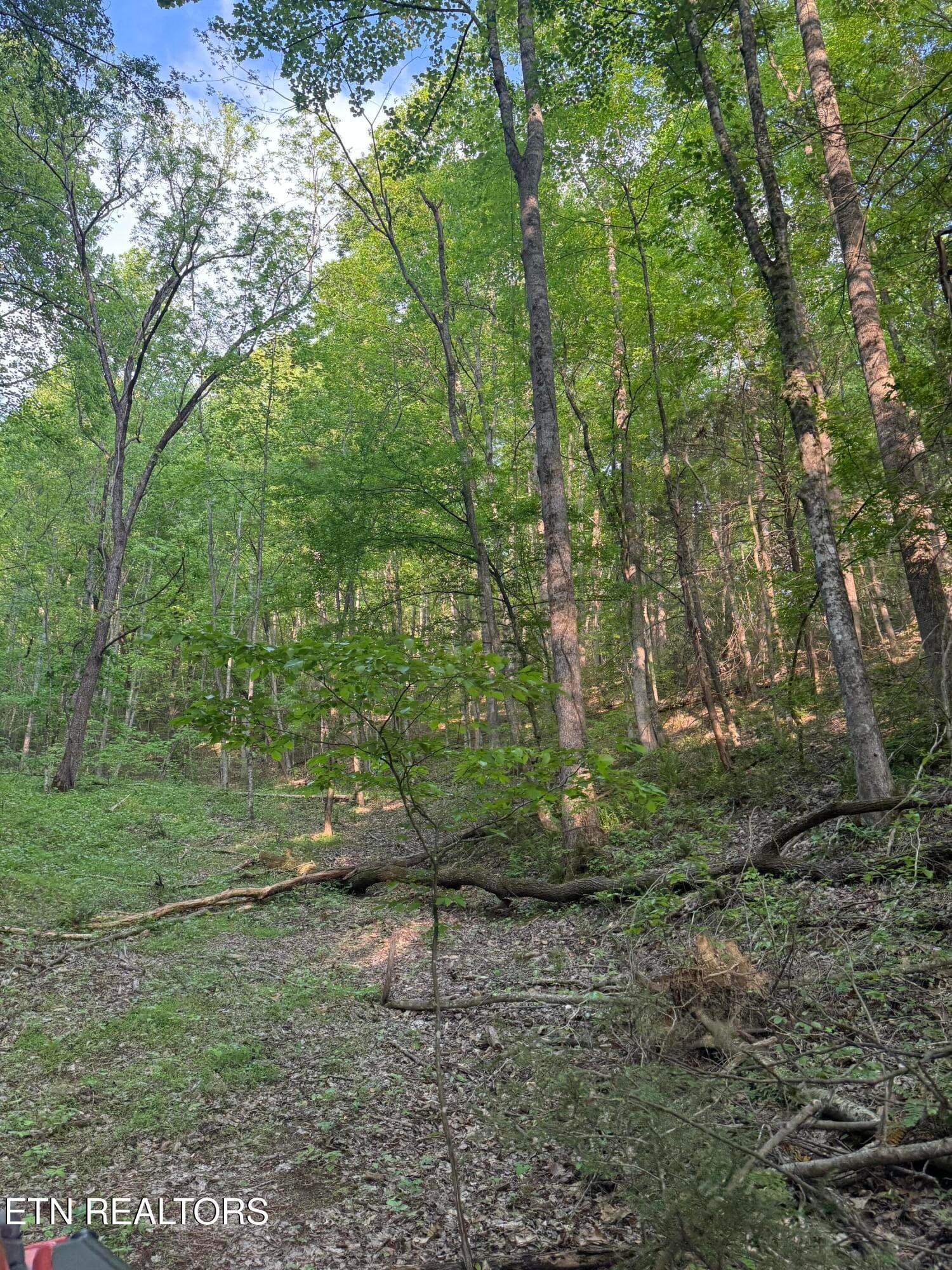 IMG_8420 - 332 Padgett Mill Rd, Cosby, TN 37722