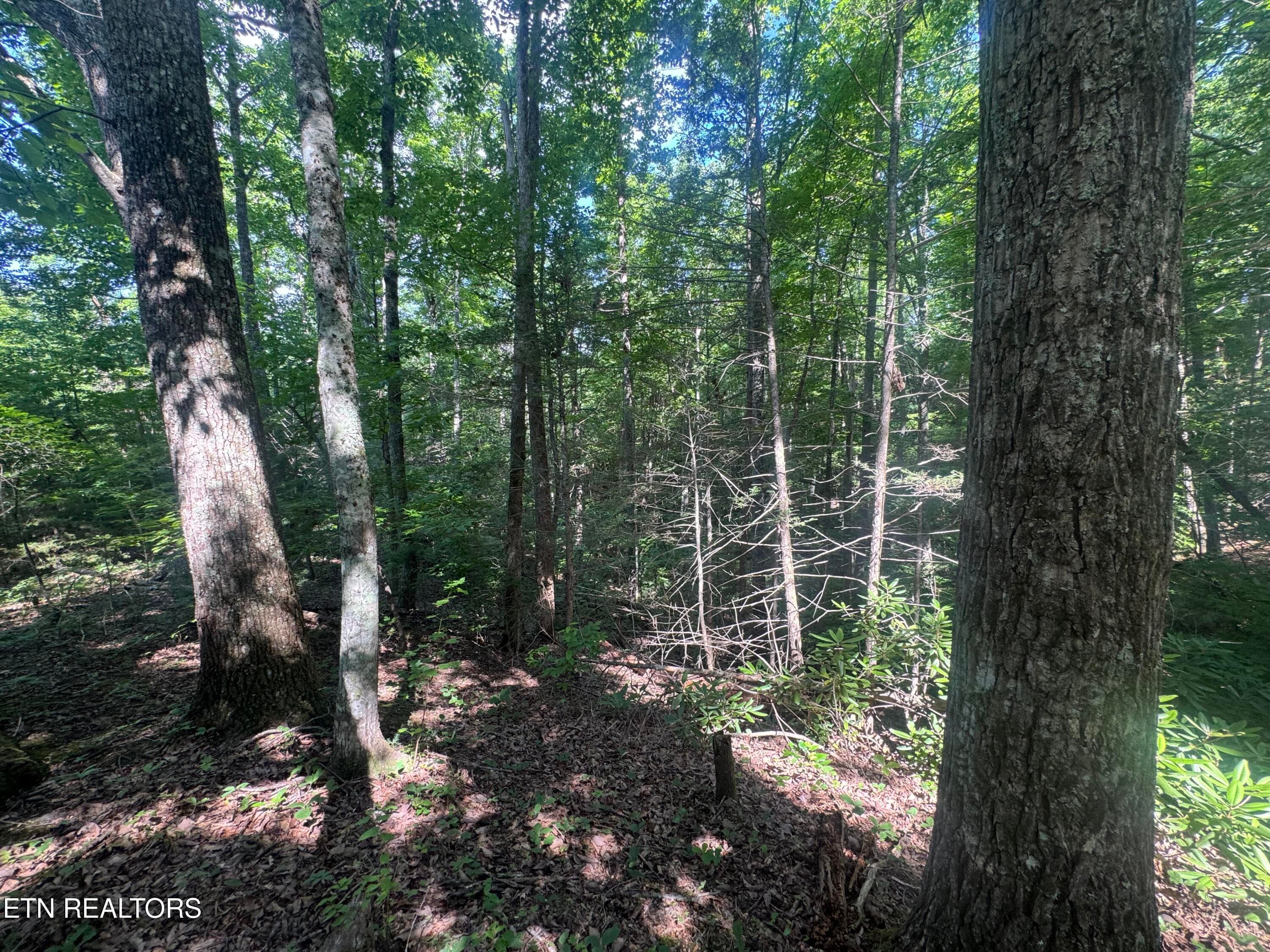 IMG_0353 - 332 Padgett Mill Rd, Cosby, TN 37722