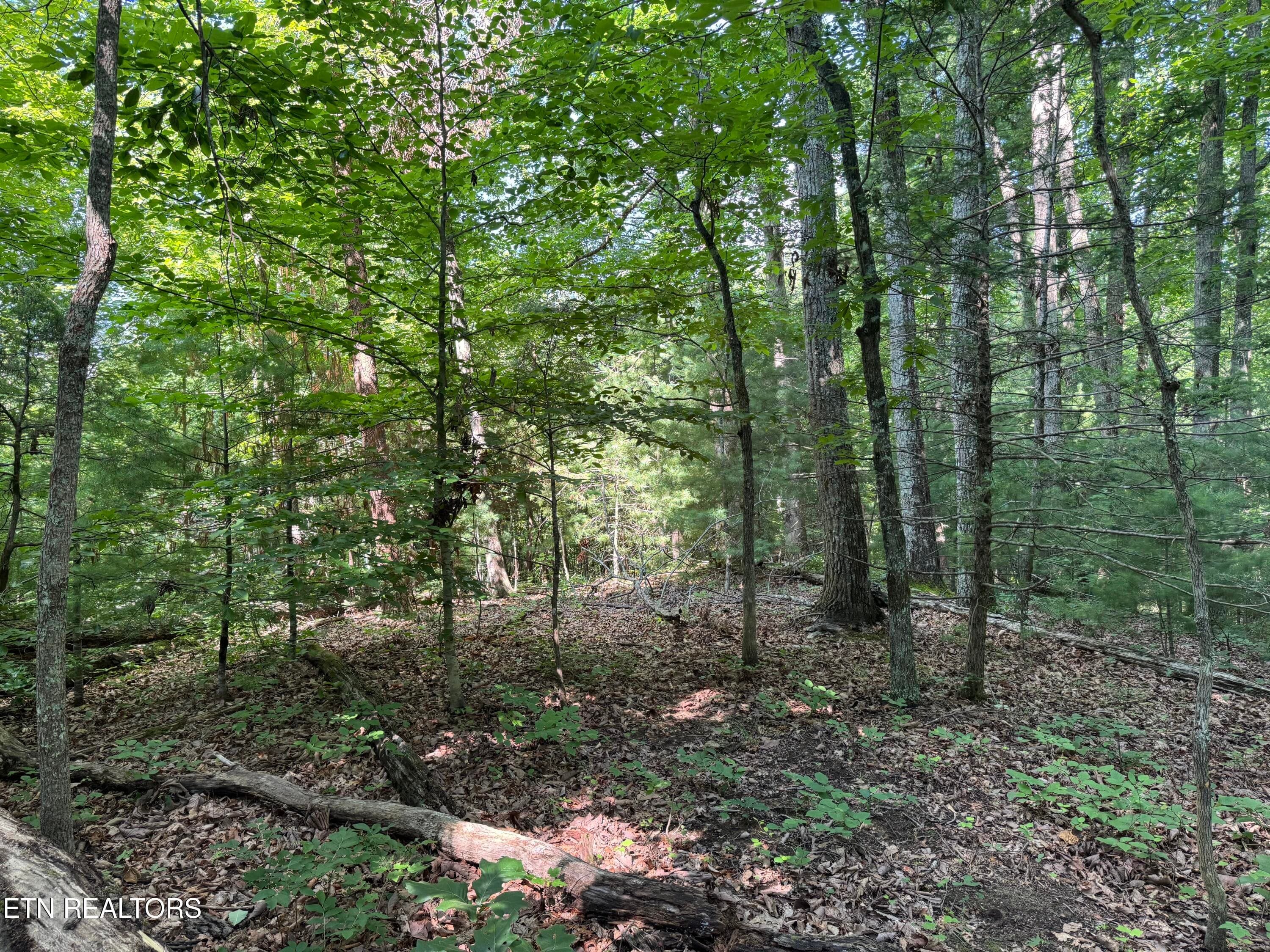 IMG_0355 - 332 Padgett Mill Rd, Cosby, TN 37722
