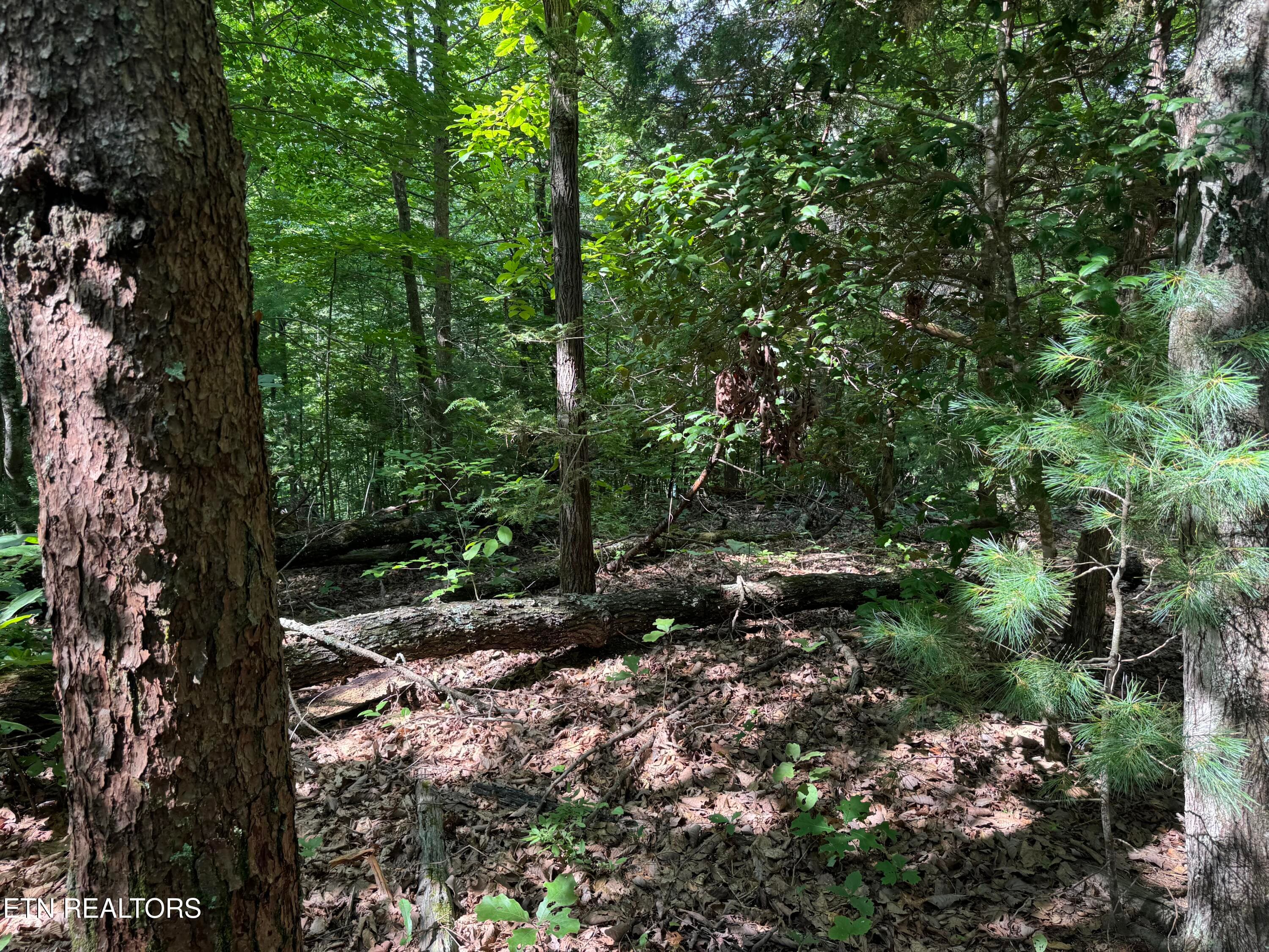 IMG_0357 - 332 Padgett Mill Rd, Cosby, TN 37722