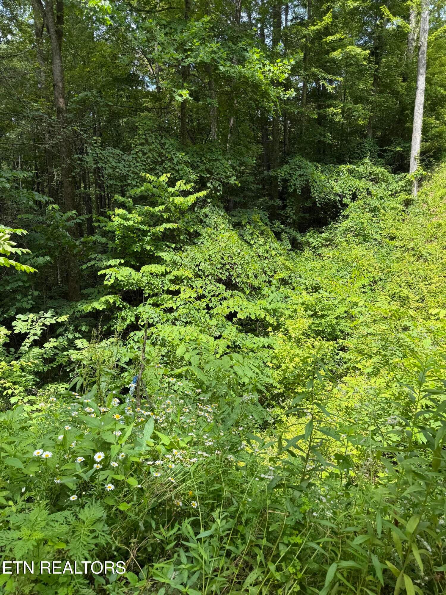 IMG_1586 - Lot 56 Butternut Lane, Sevierville, TN 37876