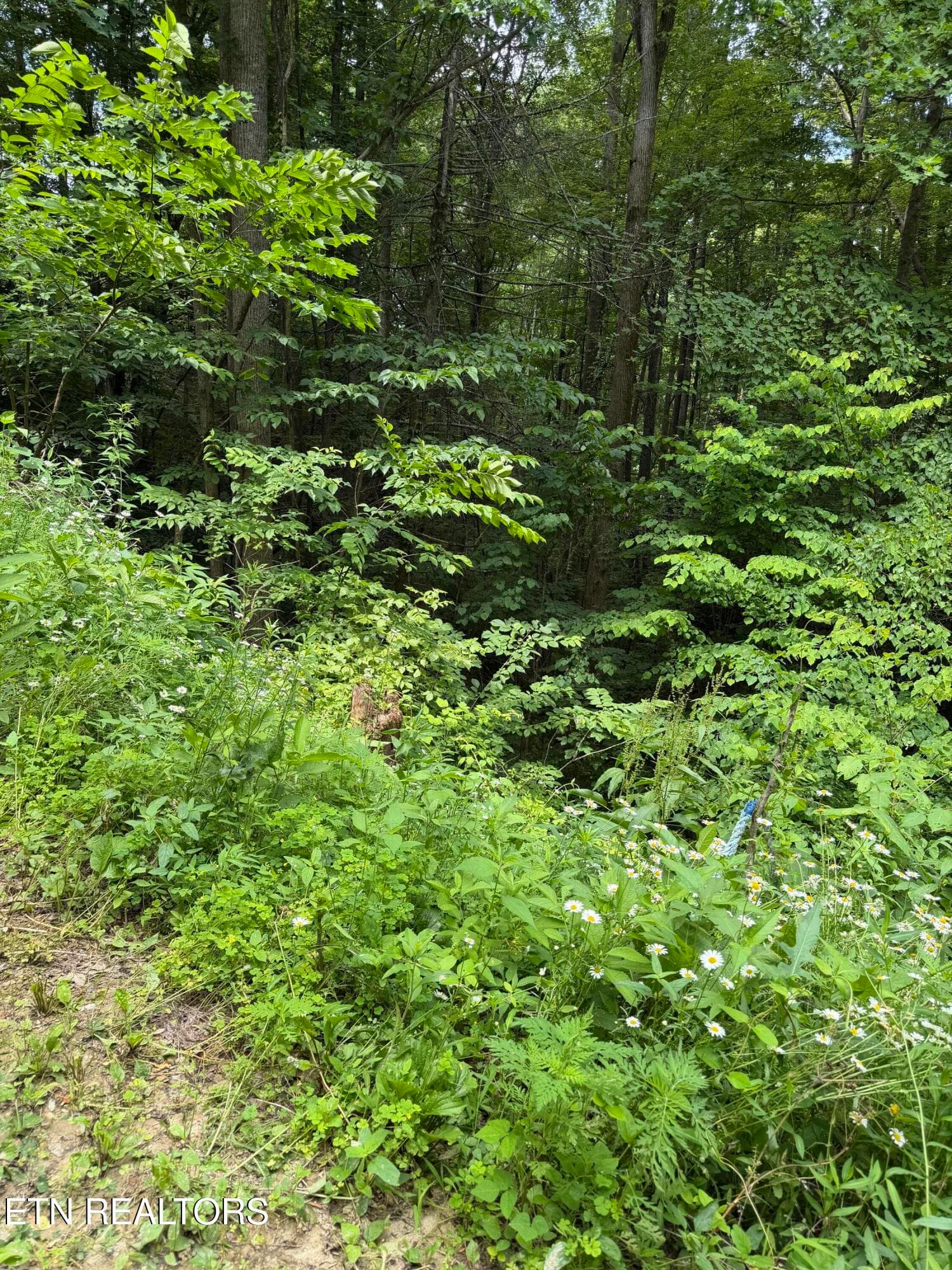 IMG_1587 (1) - Lot 56 Butternut Lane, Sevierville, TN 37876