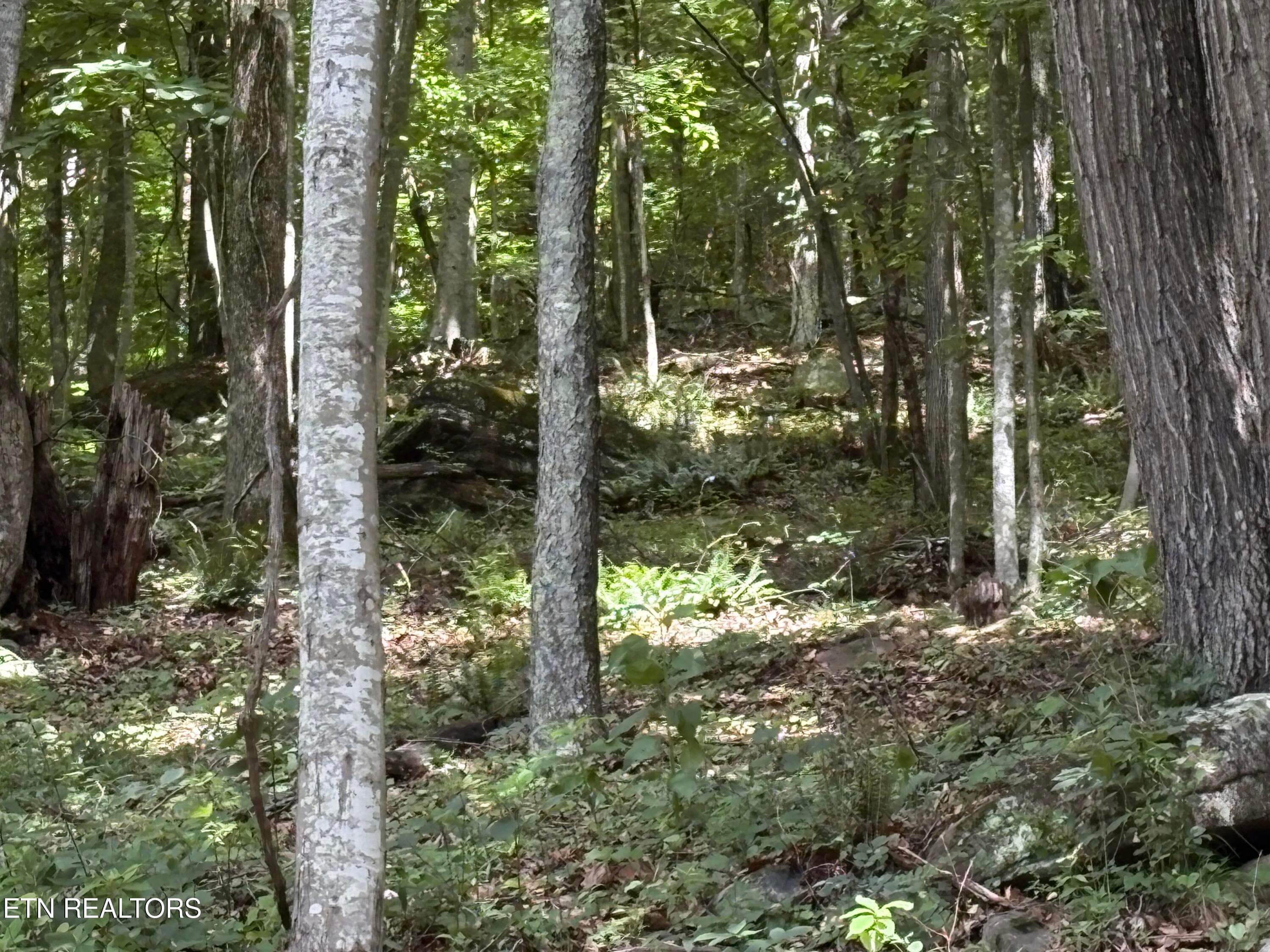 IMG_0277 - Whistle Valley Rd #130, New Tazewell, TN 37825