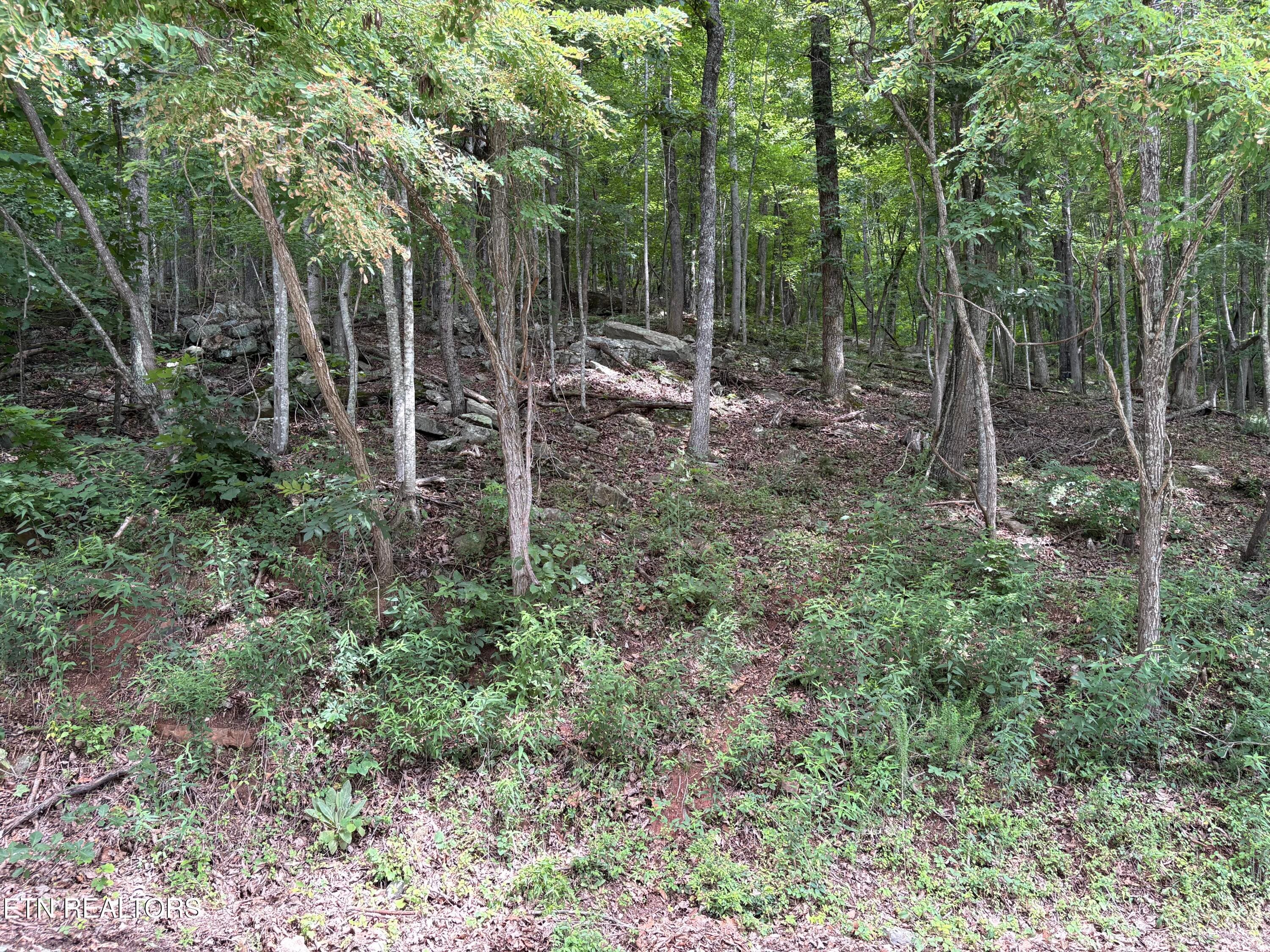 IMG_0269 - Whistle Valley Rd #130, New Tazewell, TN 37825