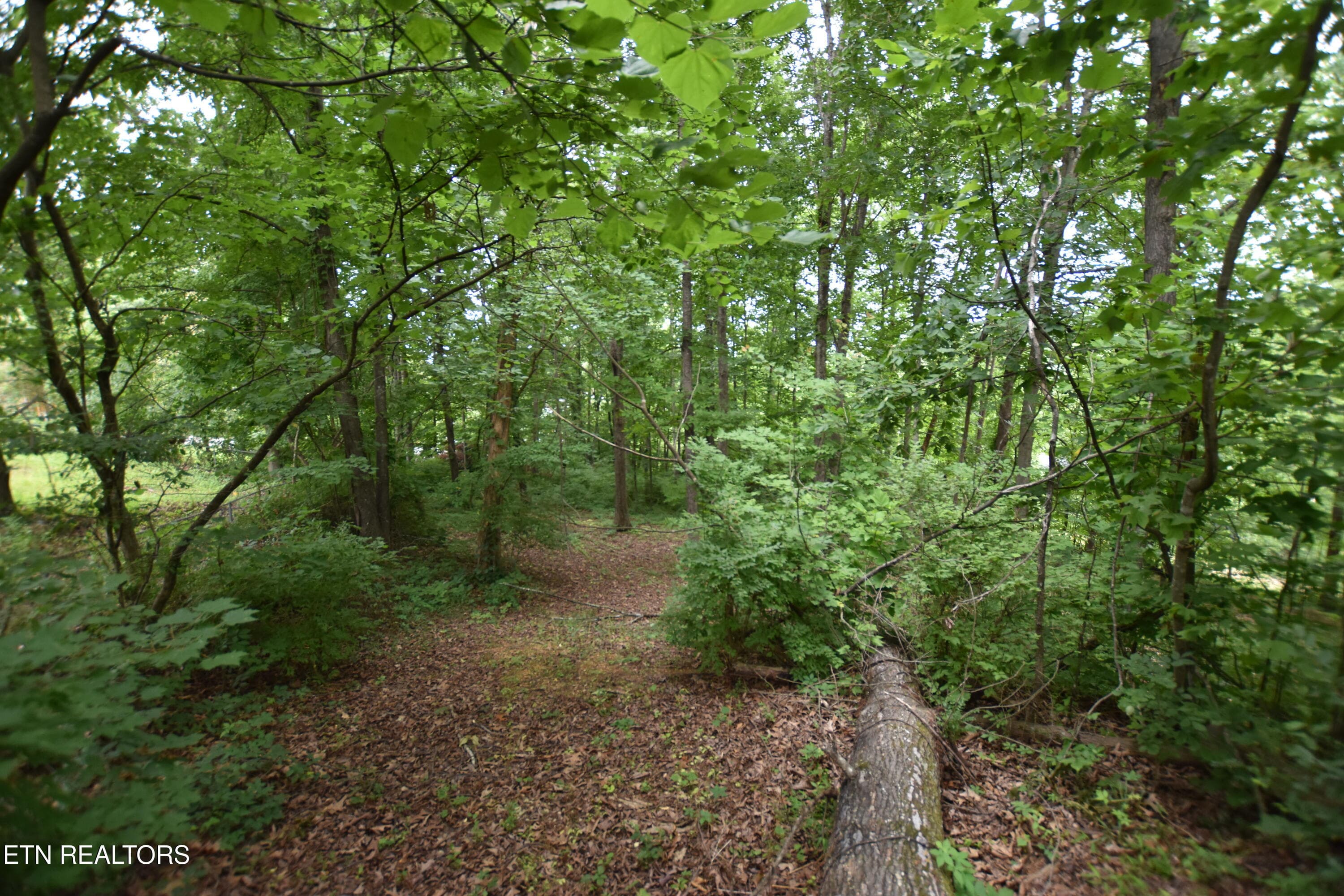 DSC_0065 - Grove Lane, Clinton, TN 37716