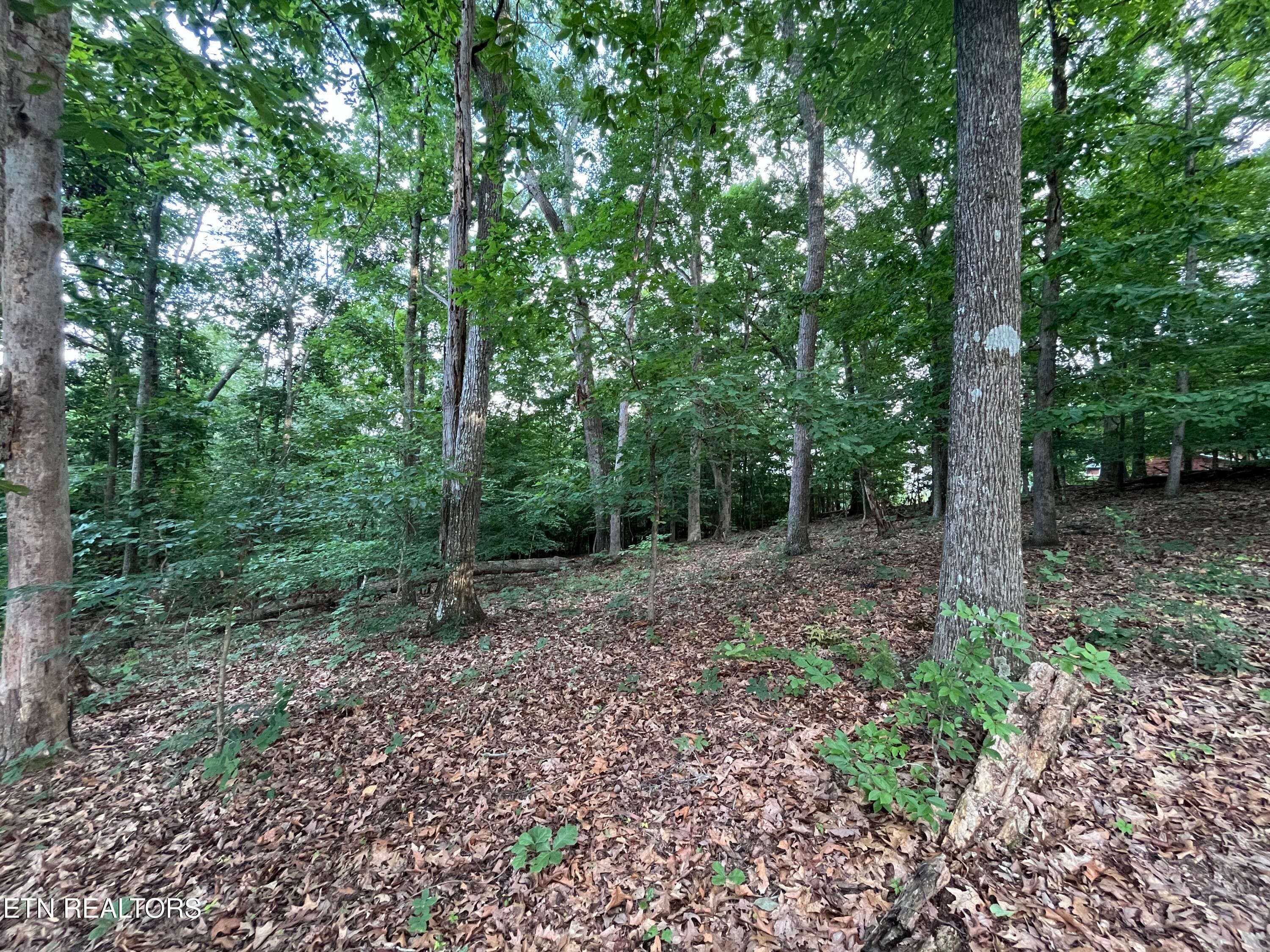 IMG_5503 - 3278 Hillside Rd, White Pine, TN 37890