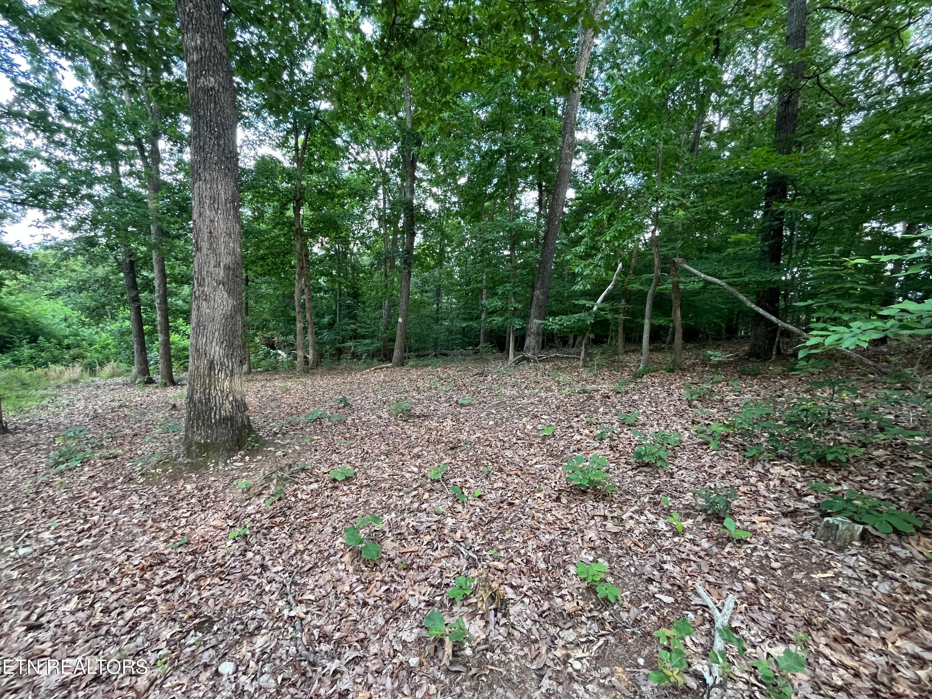 IMG_5504 - 3278 Hillside Rd, White Pine, TN 37890