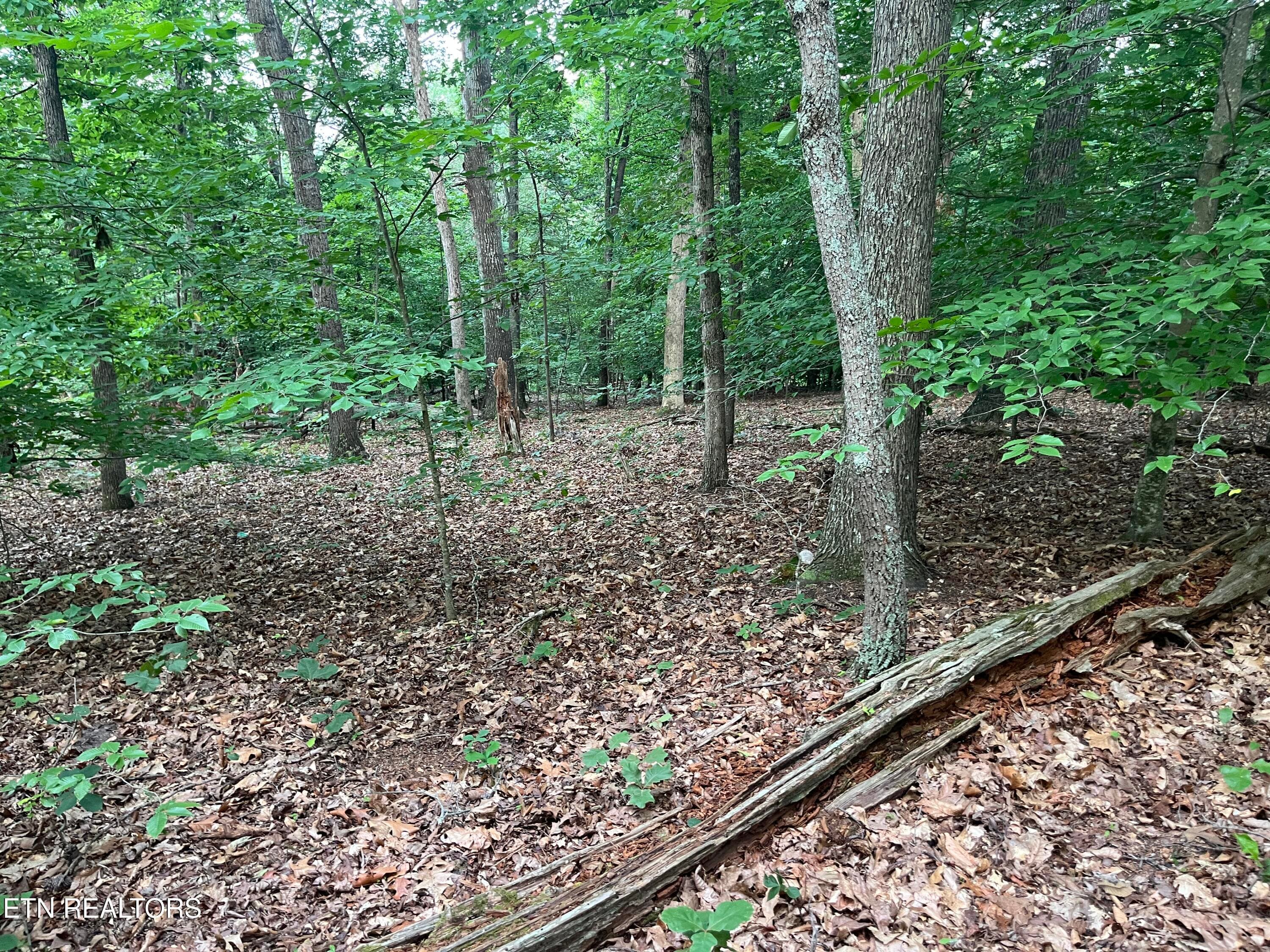 IMG_5512 - 3278 Hillside Rd, White Pine, TN 37890