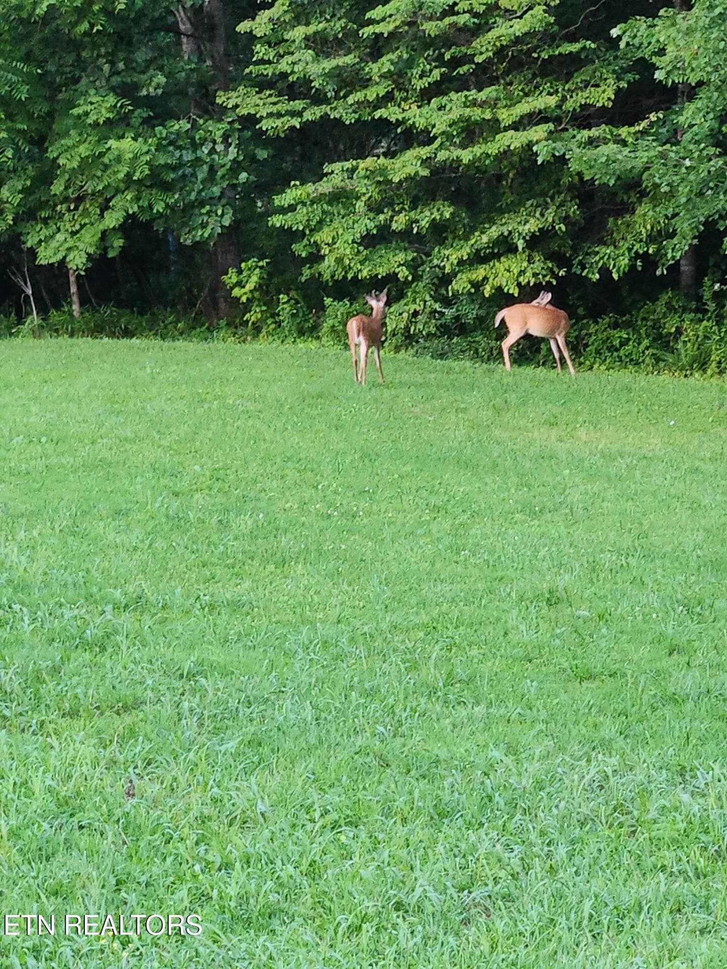 download (8) - 246 Nydeck Rd, Robbins, TN 37852