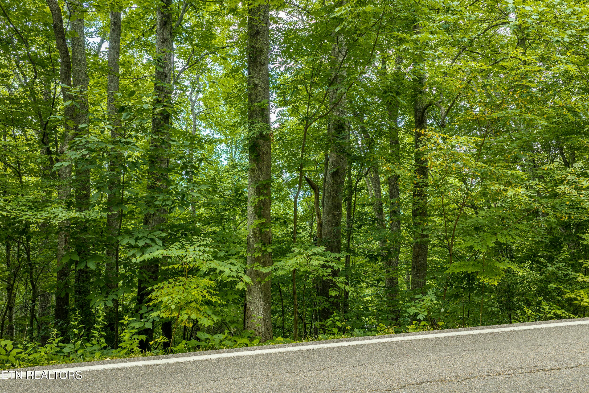 DJI_20260705164538_0539_D-HDR - Emilyville Way, Cosby, TN 37722