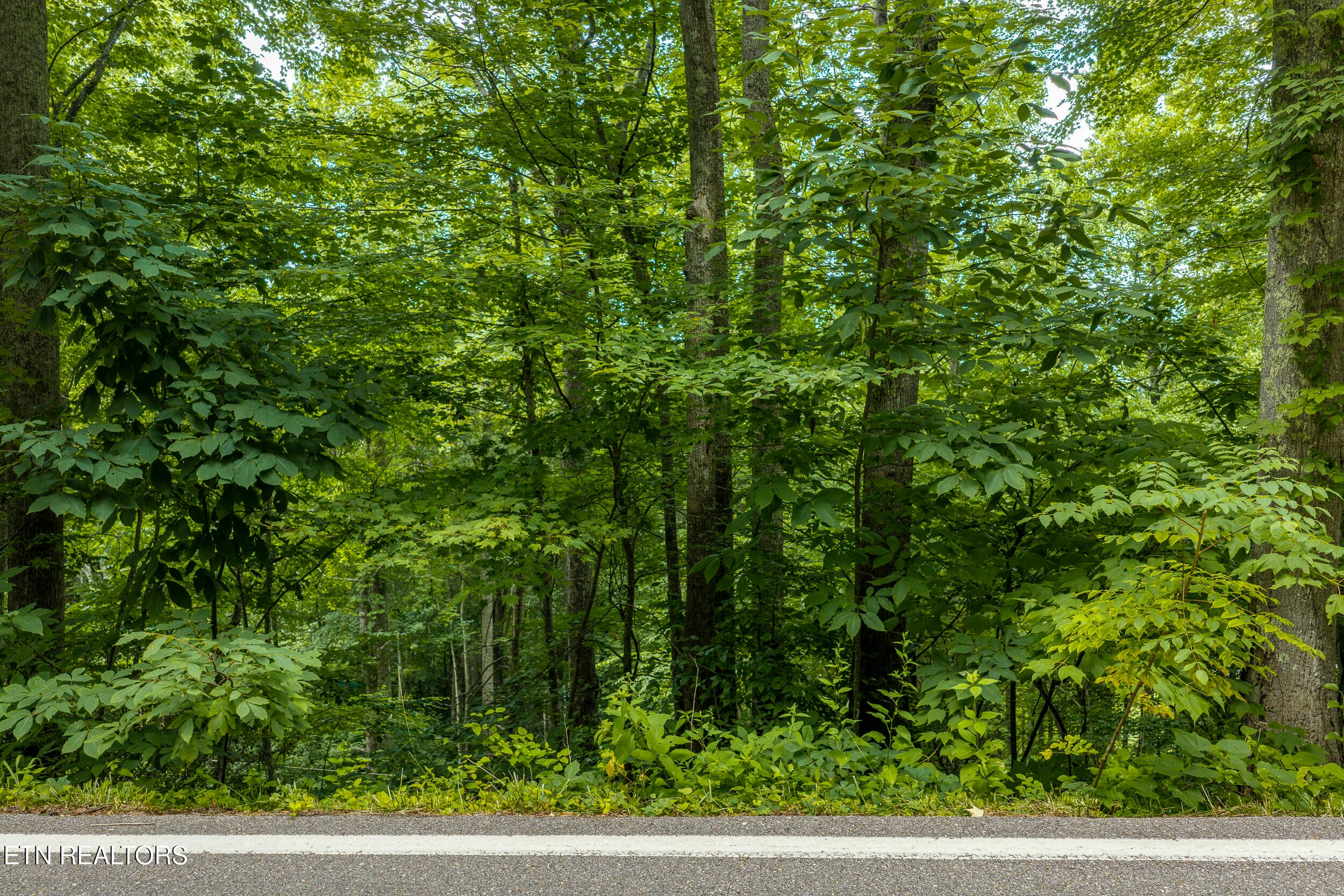 DJI_20260705164614_0549_D-HDR - Emilyville Way, Cosby, TN 37722
