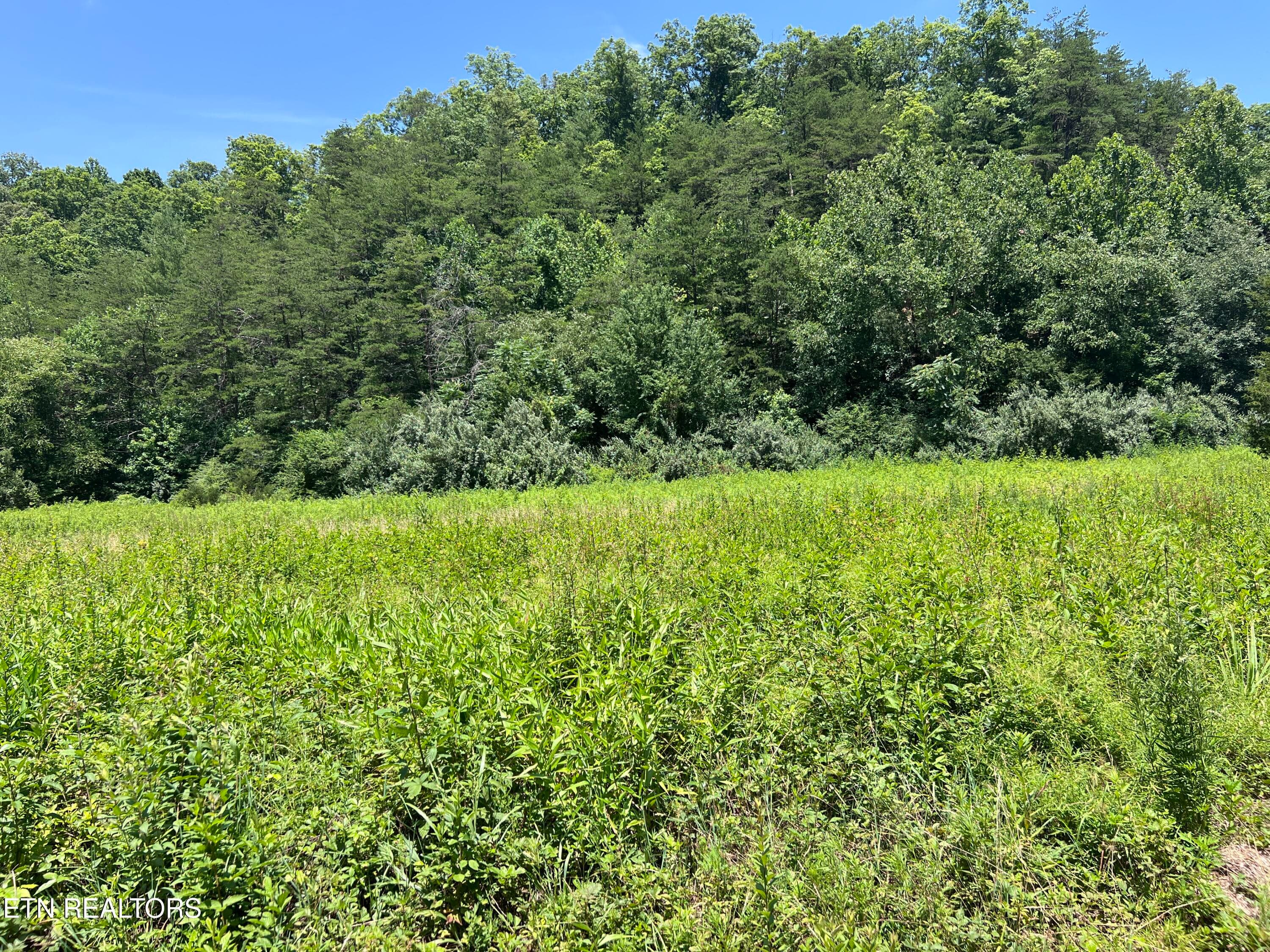 IMG_6302 - 0 Brimstone Rd, Robbins, TN 37852