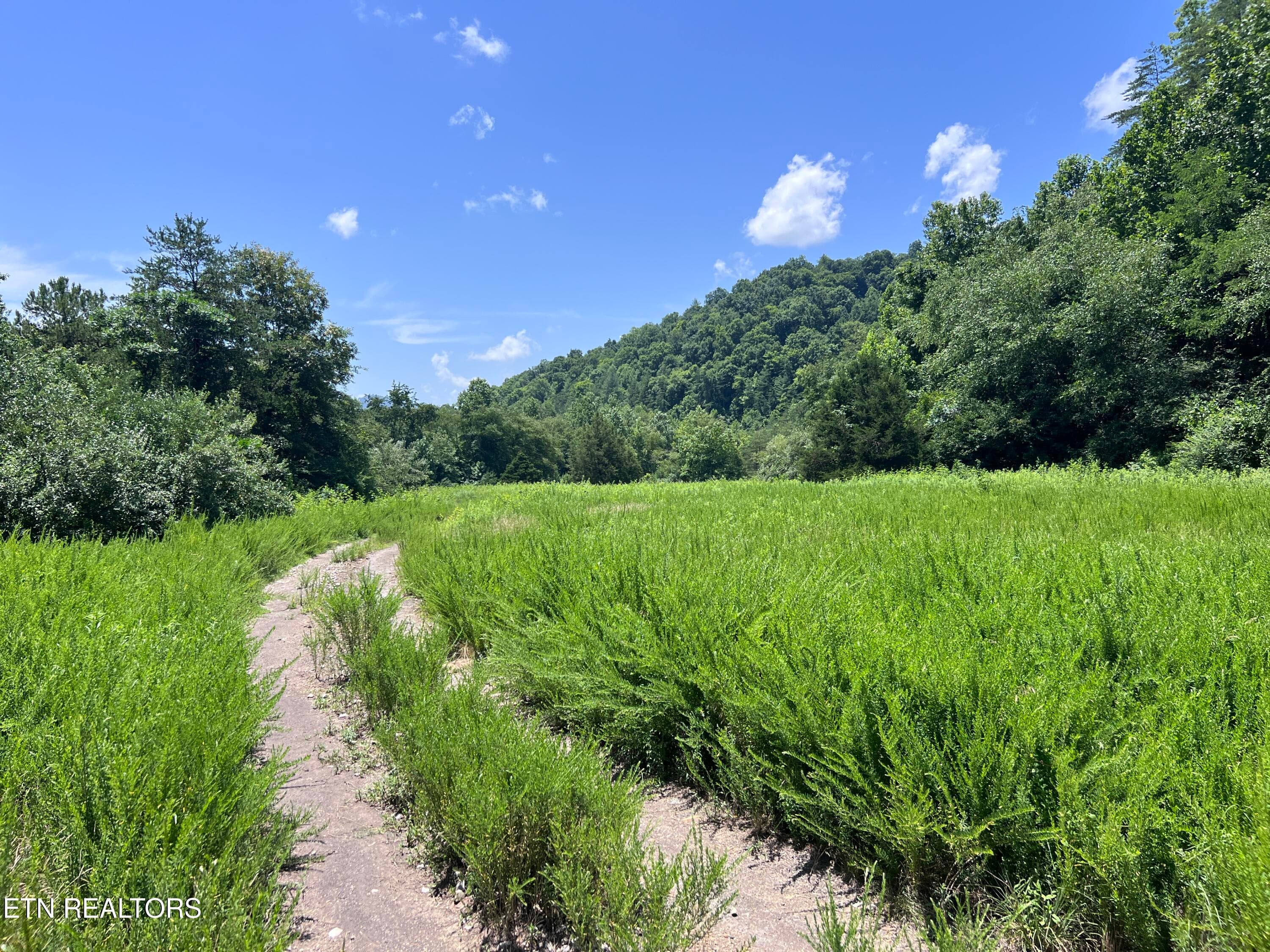 IMG_6300 - 0 Brimstone Rd, Robbins, TN 37852