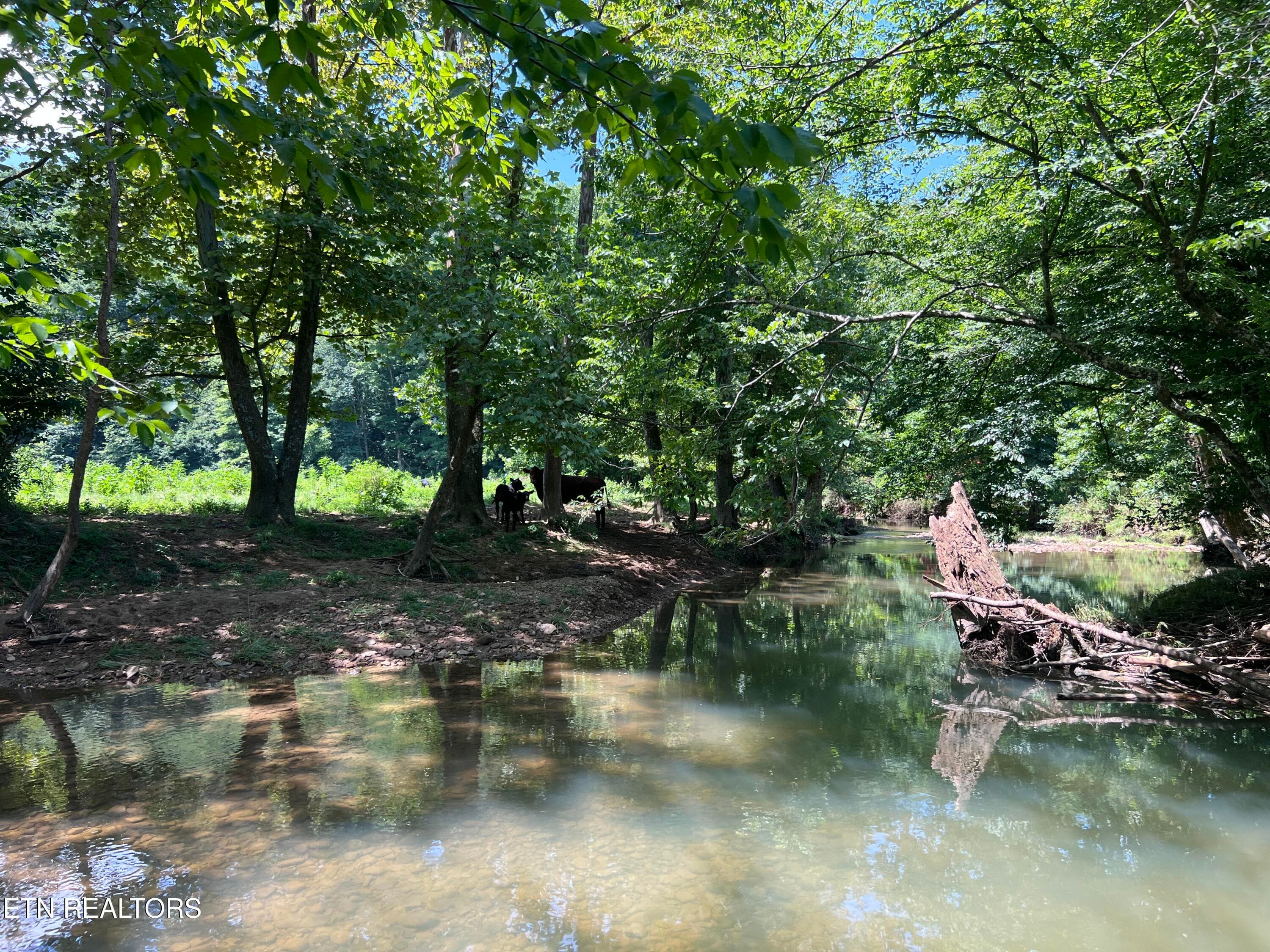IMG_6281 - 0 Brimstone Rd, Robbins, TN 37852