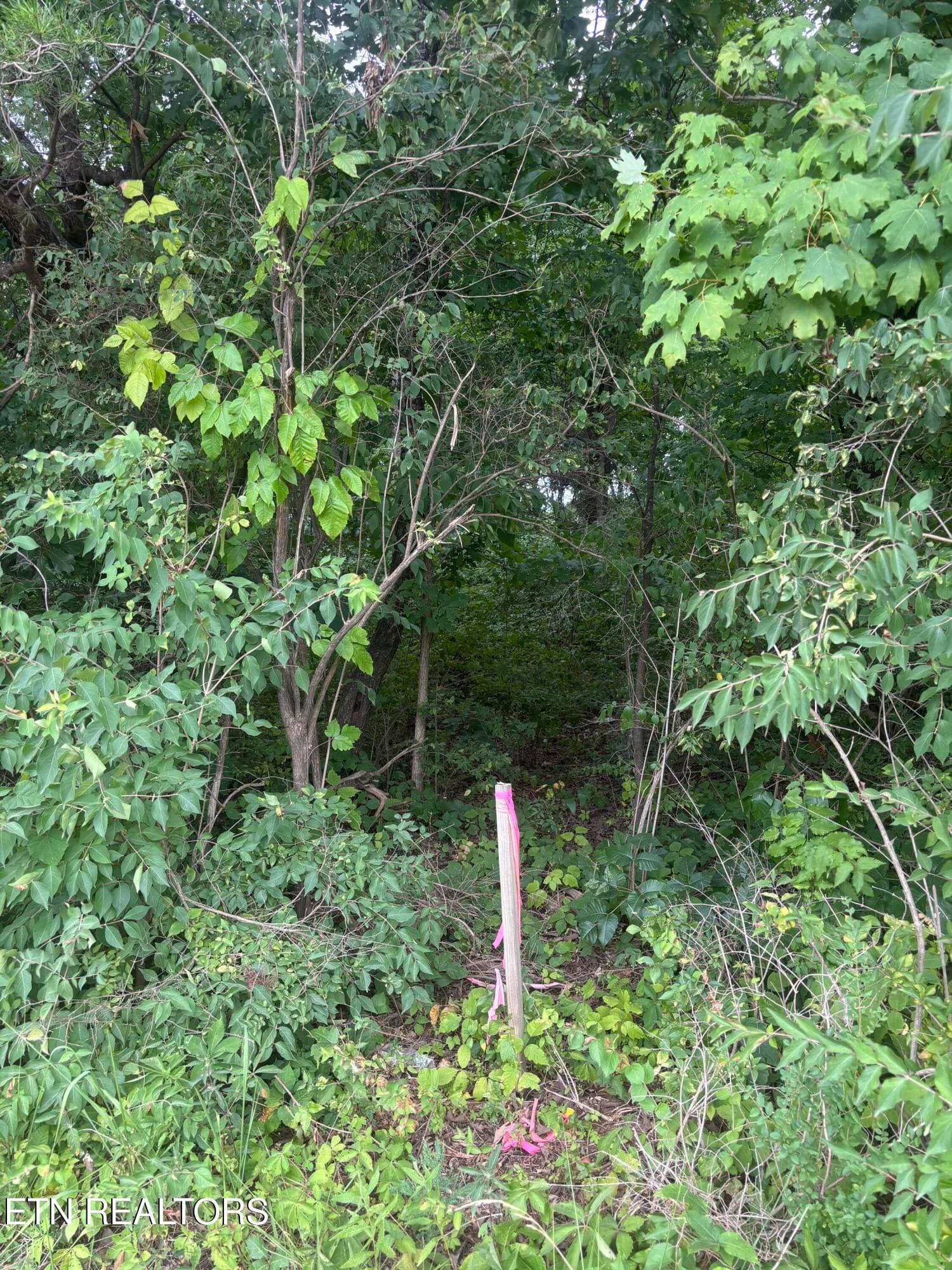 IMG_1206 - 107 Long Powers Rd, Friendsville, TN 37737