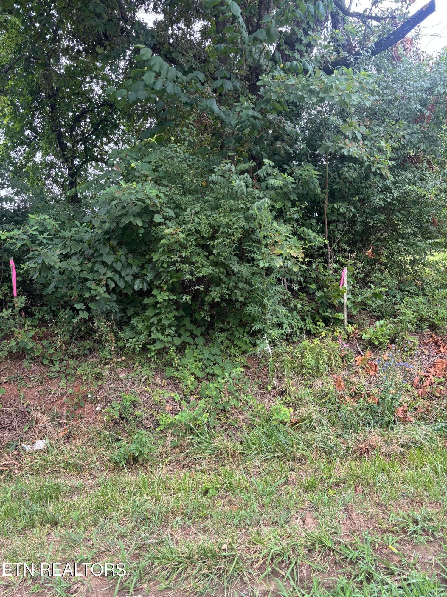 IMG_1225 - 107 Long Powers Rd, Friendsville, TN 37737