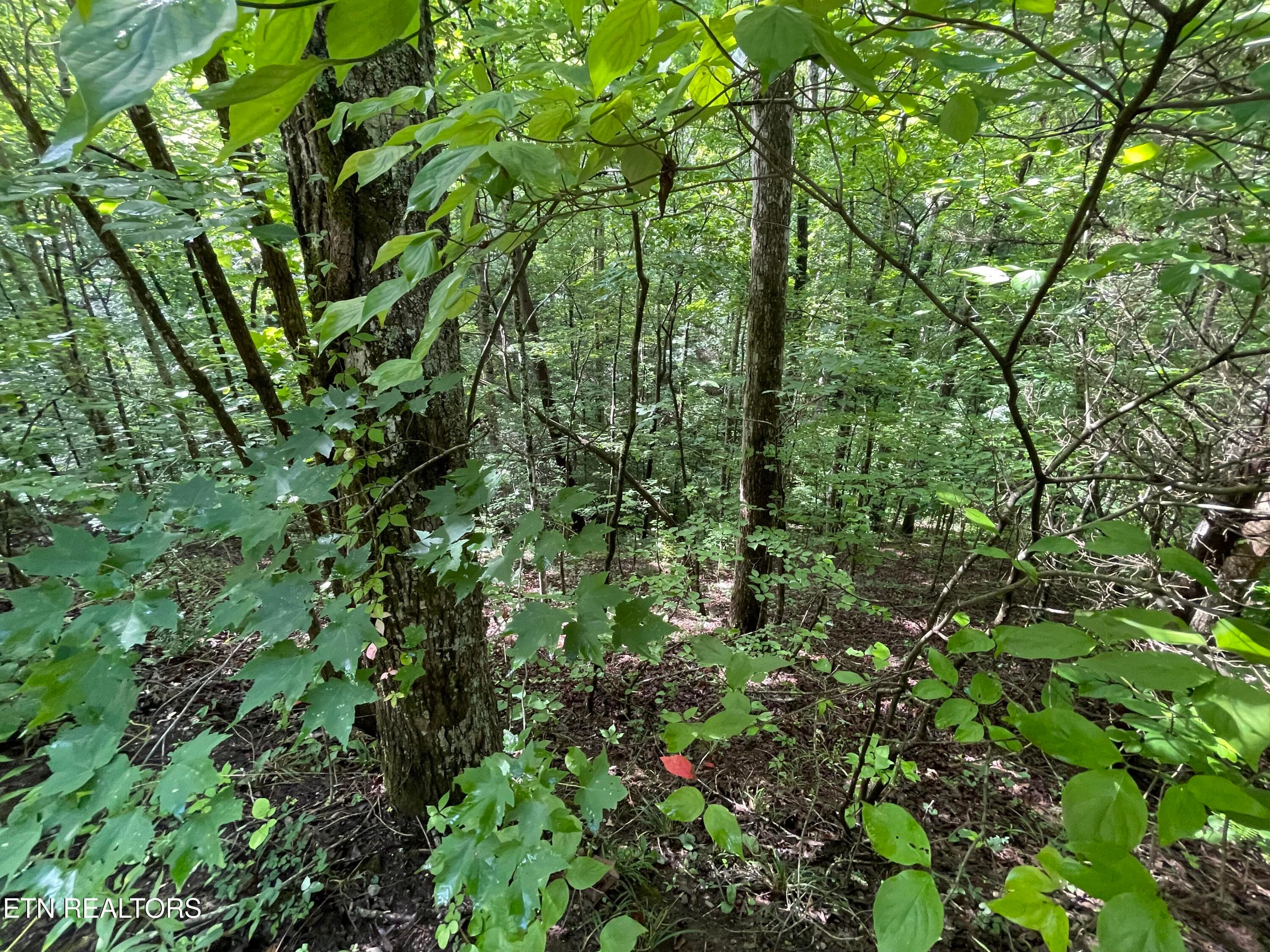 IMG_2349 - 3 Point Road Lots 7,8,9, Vonore, TN 37885