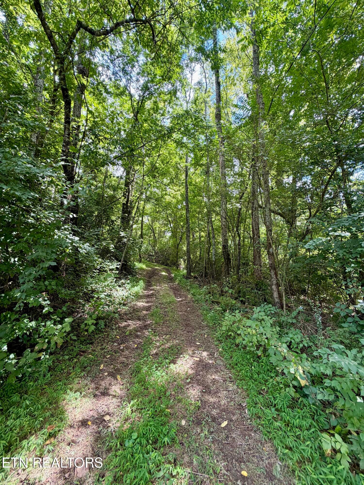 IMG_2670 - 119 Springhouse Rd, Powell, TN 37849, Powell