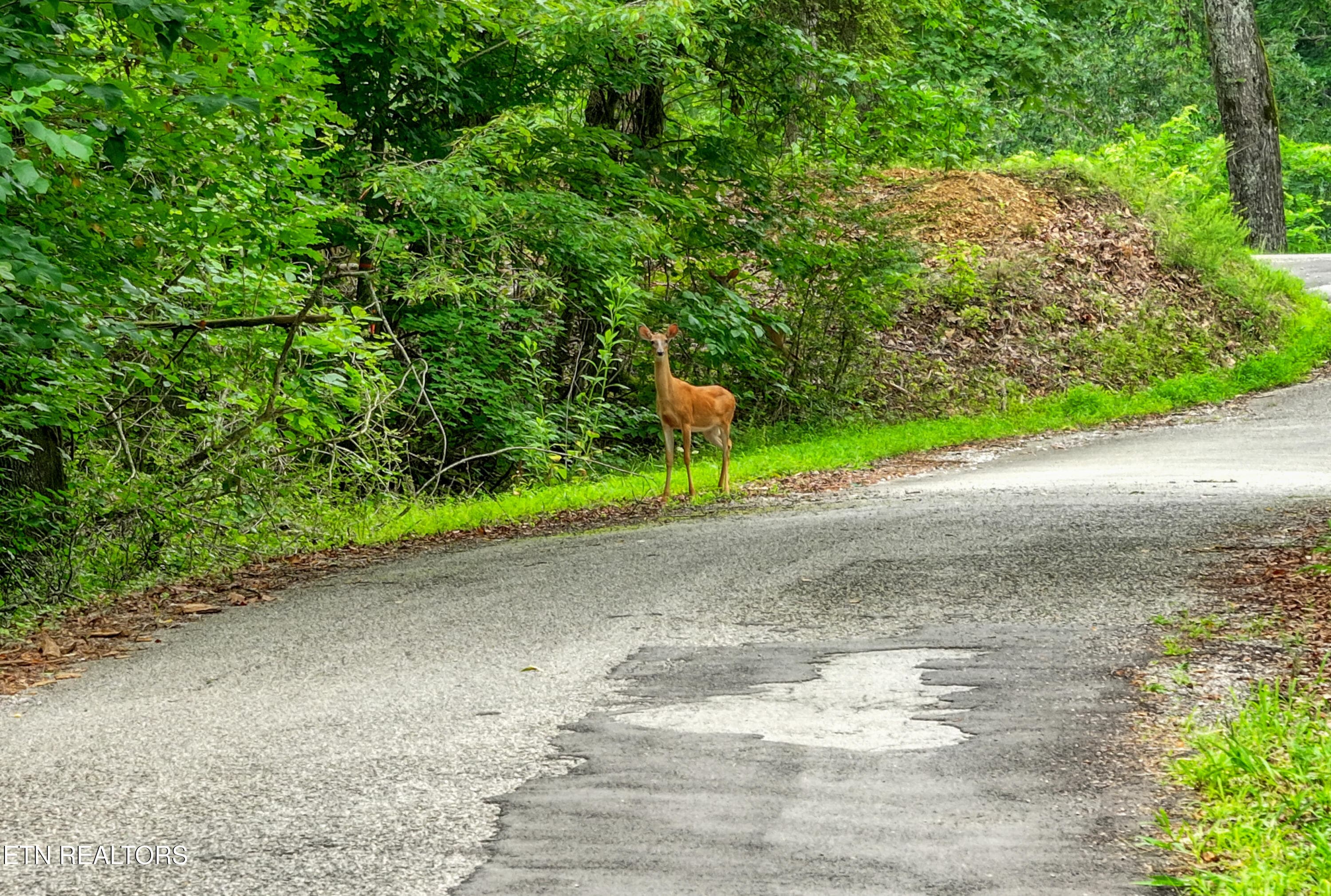 DJI_20260715095720_0313_D_73 - Lake Overlook Drive, Rockwood, TN 37854