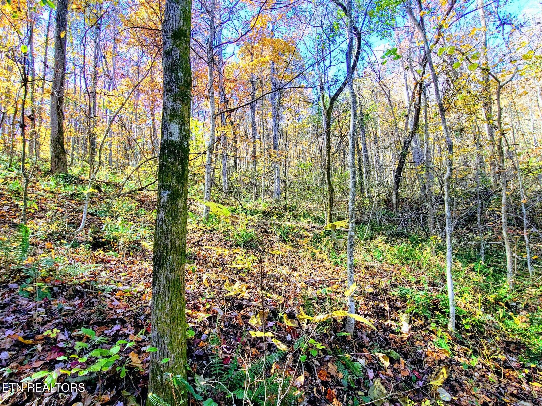 20201110052410705849000000-o - Vowell Mountain Lane, Rocky Top, TN 37769, Rocky Top