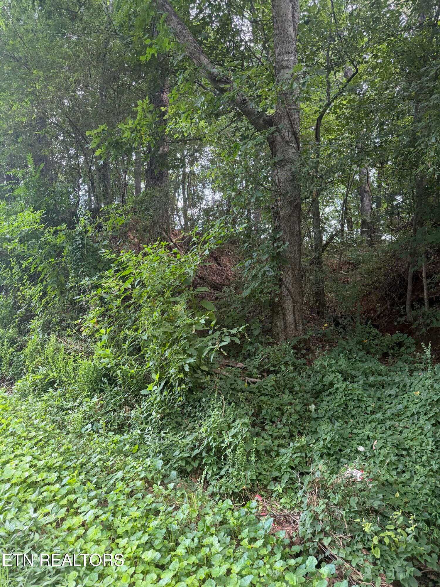 IMG_2179 - 1.43 ac Randolph Fridley Rd, Sweetwater, TN 37874