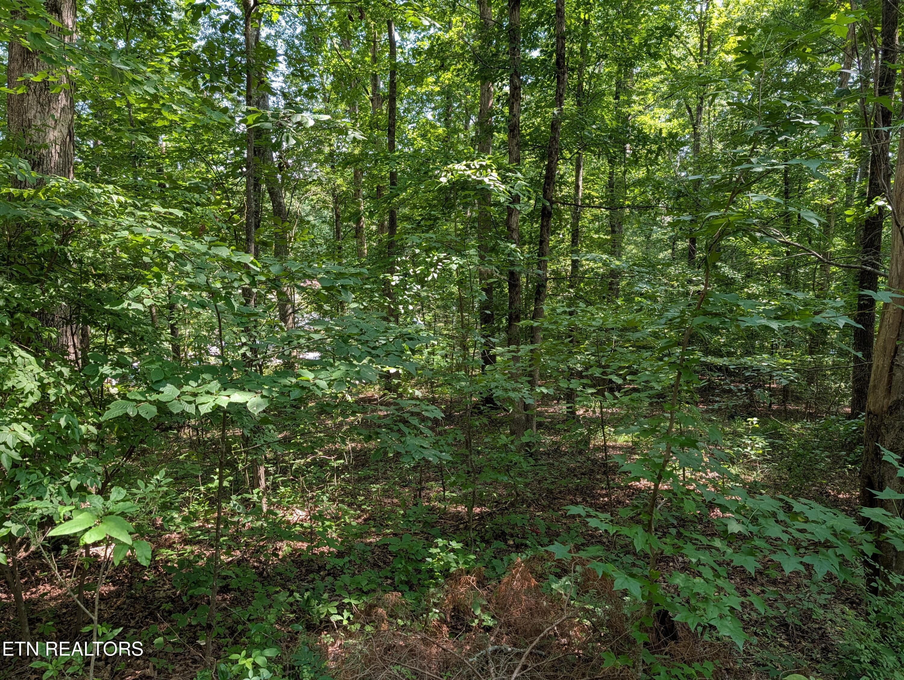 Wooded Acreage - White St 31, Rockwood, TN 37854, Rockwood