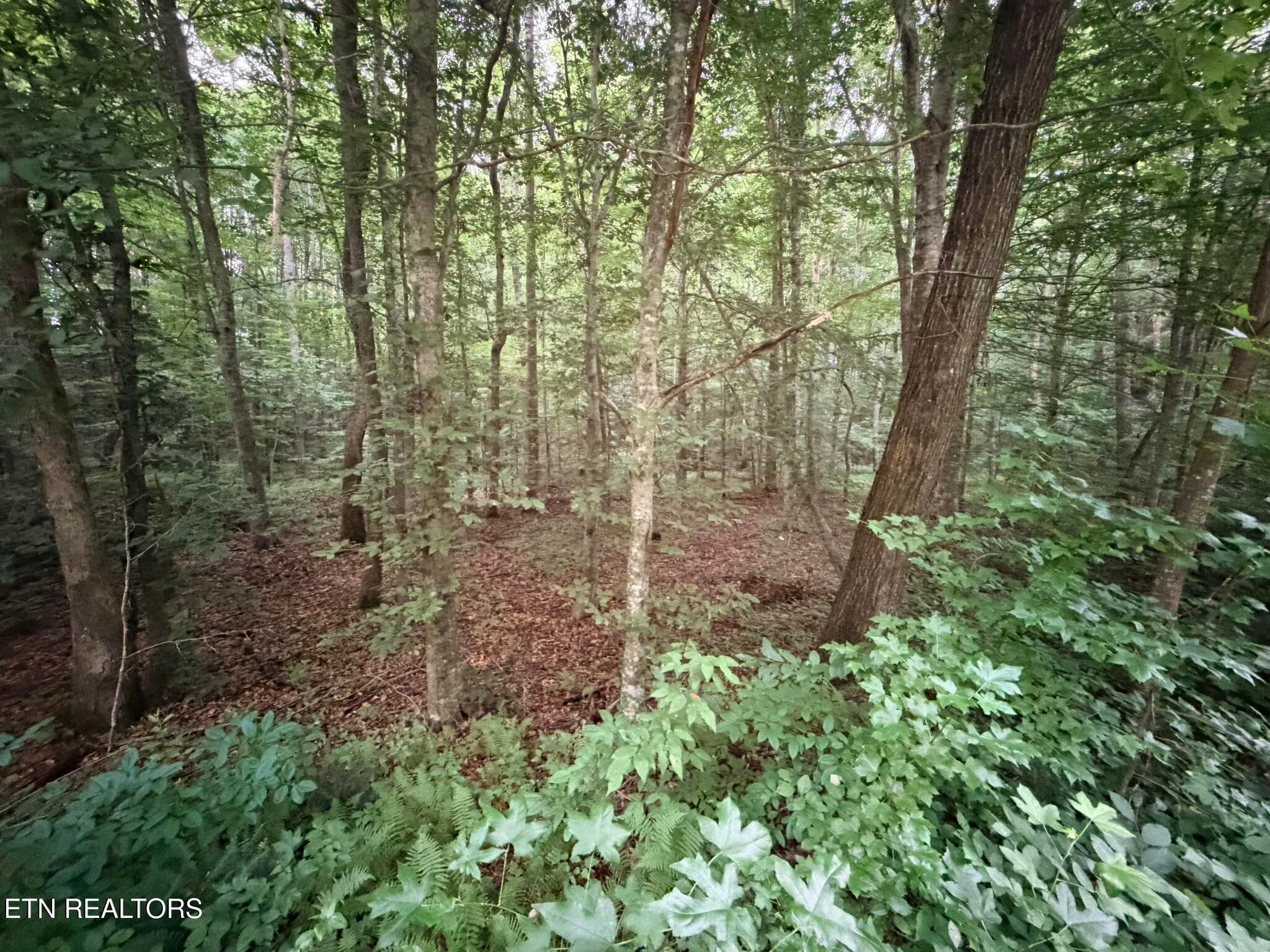 IMG_8619 - Lot 2 Evergreen Drive, Oneida, TN 37841