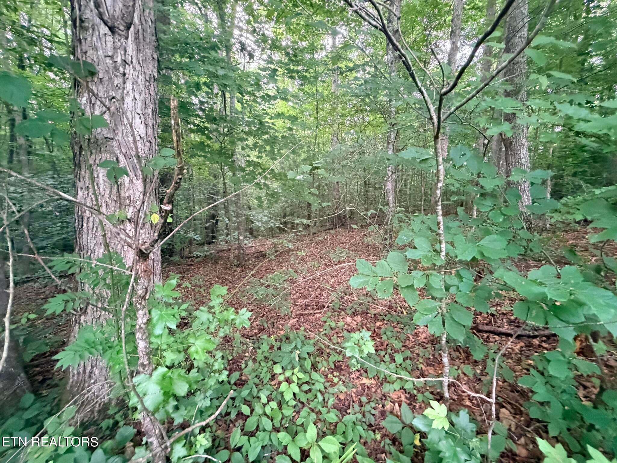 IMG_8605 - Lot 4 Evergreen Drive, Oneida, TN 37841