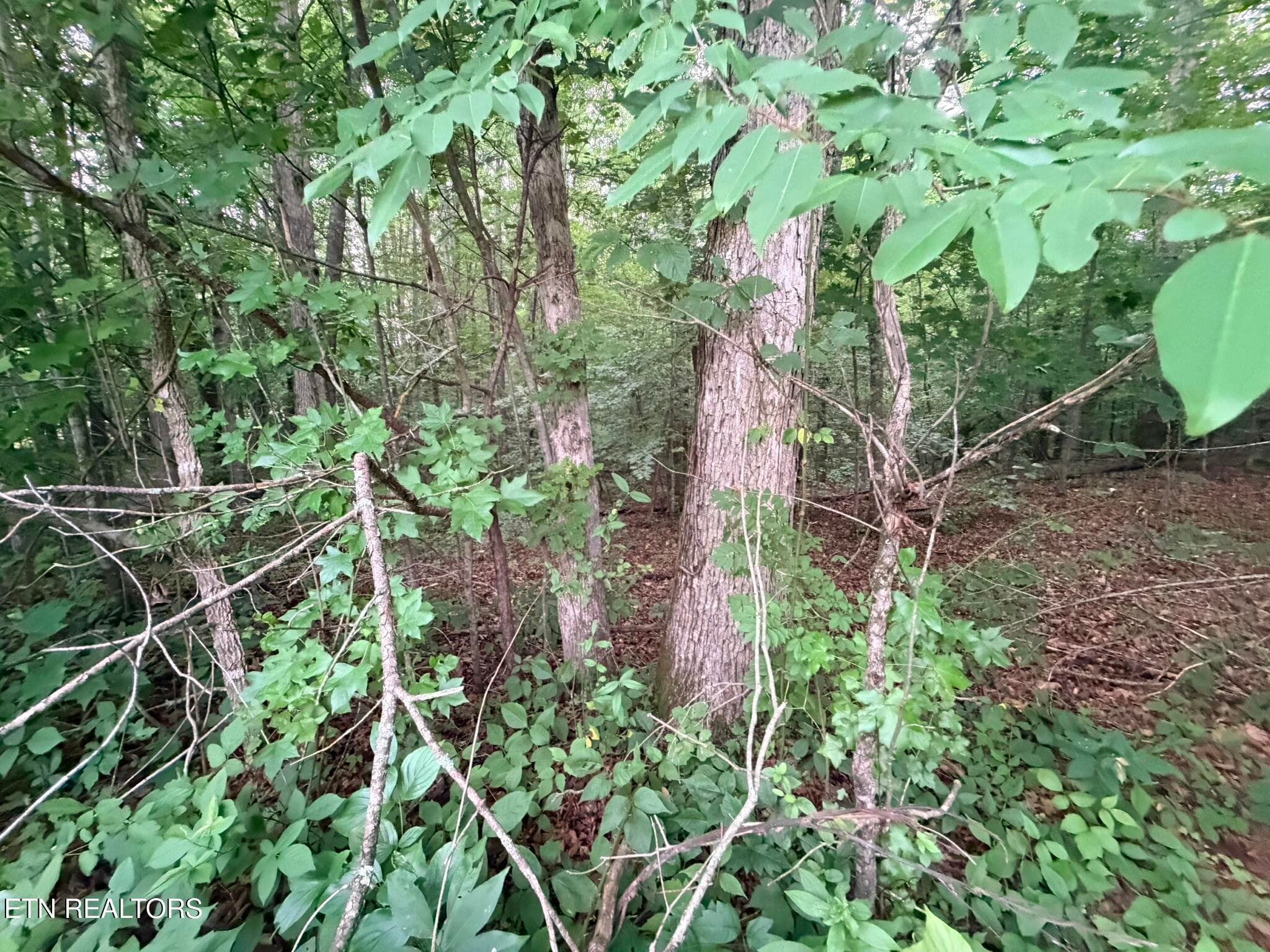IMG_8606 - Lot 4 Evergreen Drive, Oneida, TN 37841