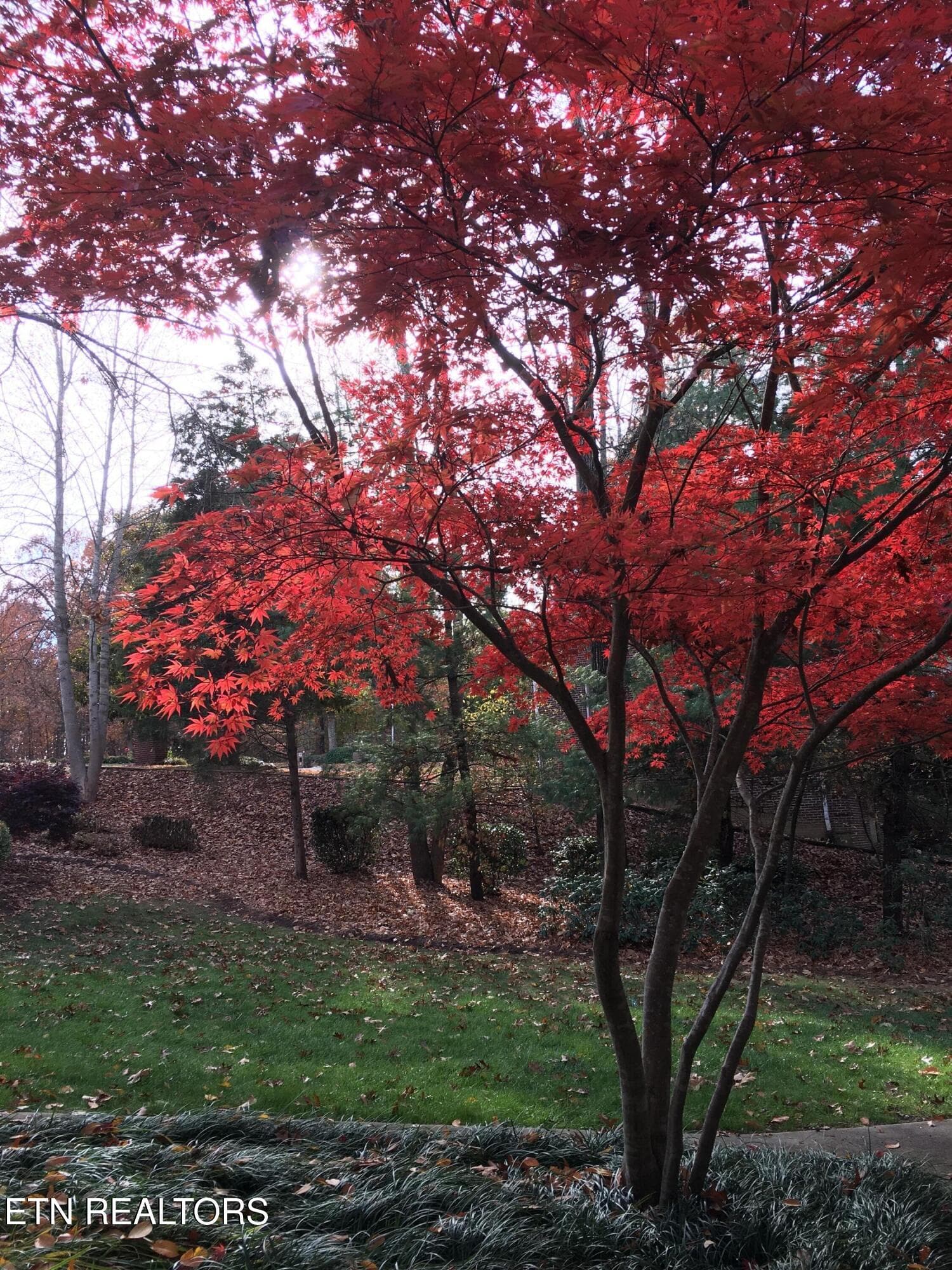 Front yard - 152 Whippoorwill Drive, Oak Ridge, TN 37830