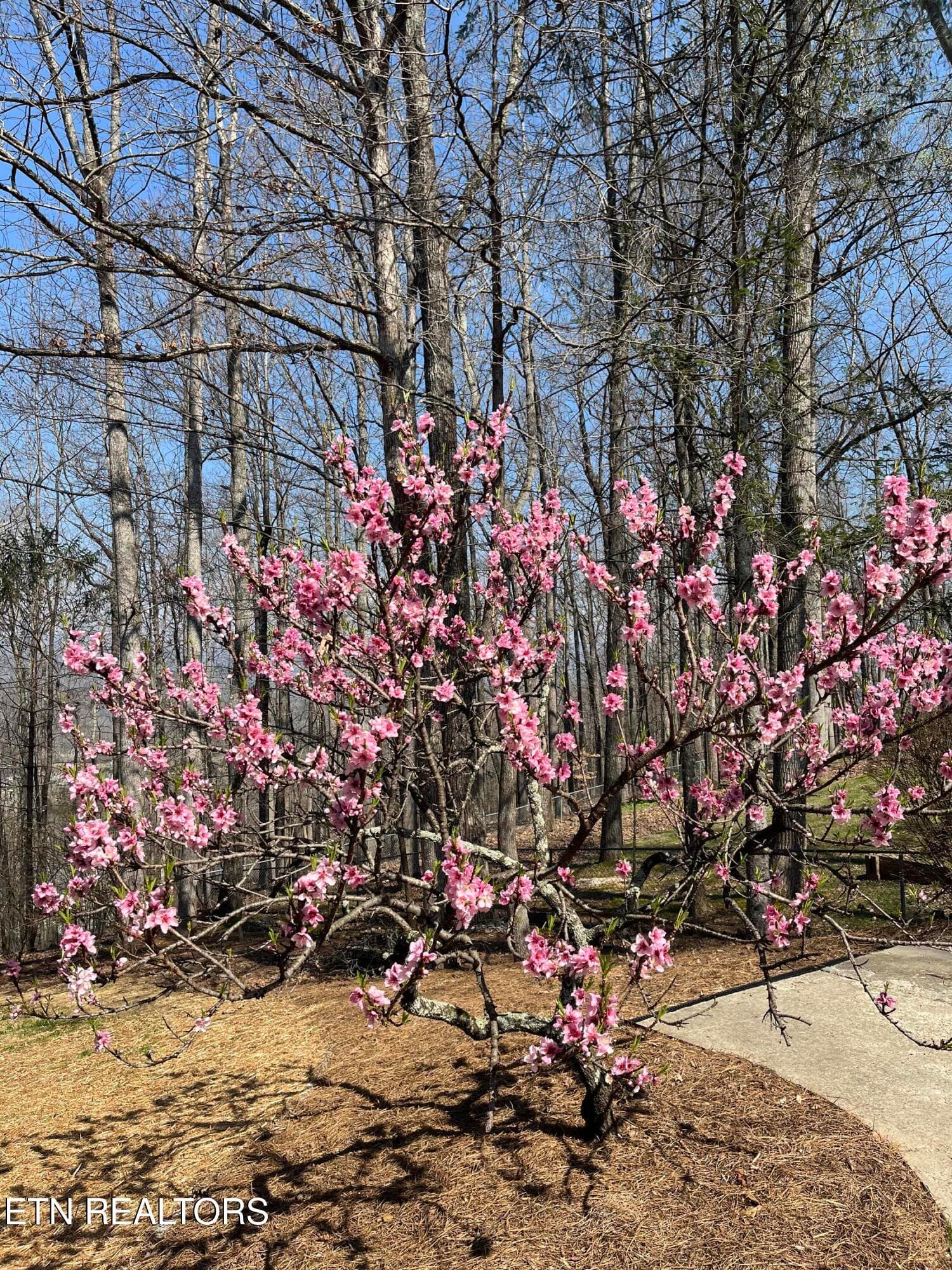 Front yard - 152 Whippoorwill Drive, Oak Ridge, TN 37830
